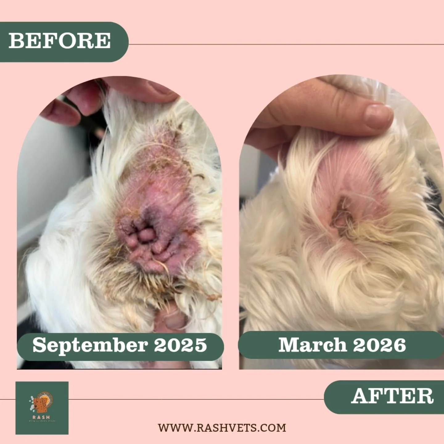 A before and after that comes with a happier, healthier patient and from outstanding team work. Our client, their local clinic and our specialist team. 💚

#veterinarydermatology #vetvisit #vetcare #petcare #happypets