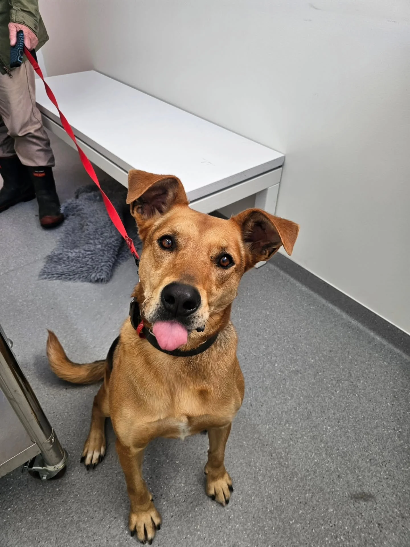 Best poser goes to Gin🏆

#veterinarydermatology #vetclinic #vetvisit #petcare #dog