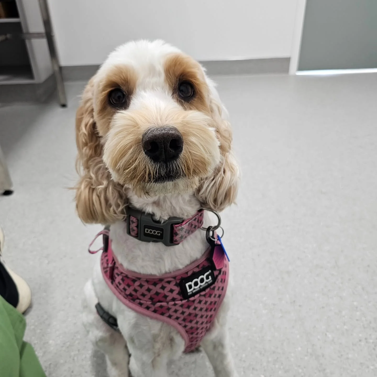 Just some of our gorgeous patients from our recent satellite clinic at the wonderful @vetsonriverbank.

We have three regular satellite clinic locations to make keeping your pet's skin and disease well controlled easier for you;

💚 Kelburn vets - We