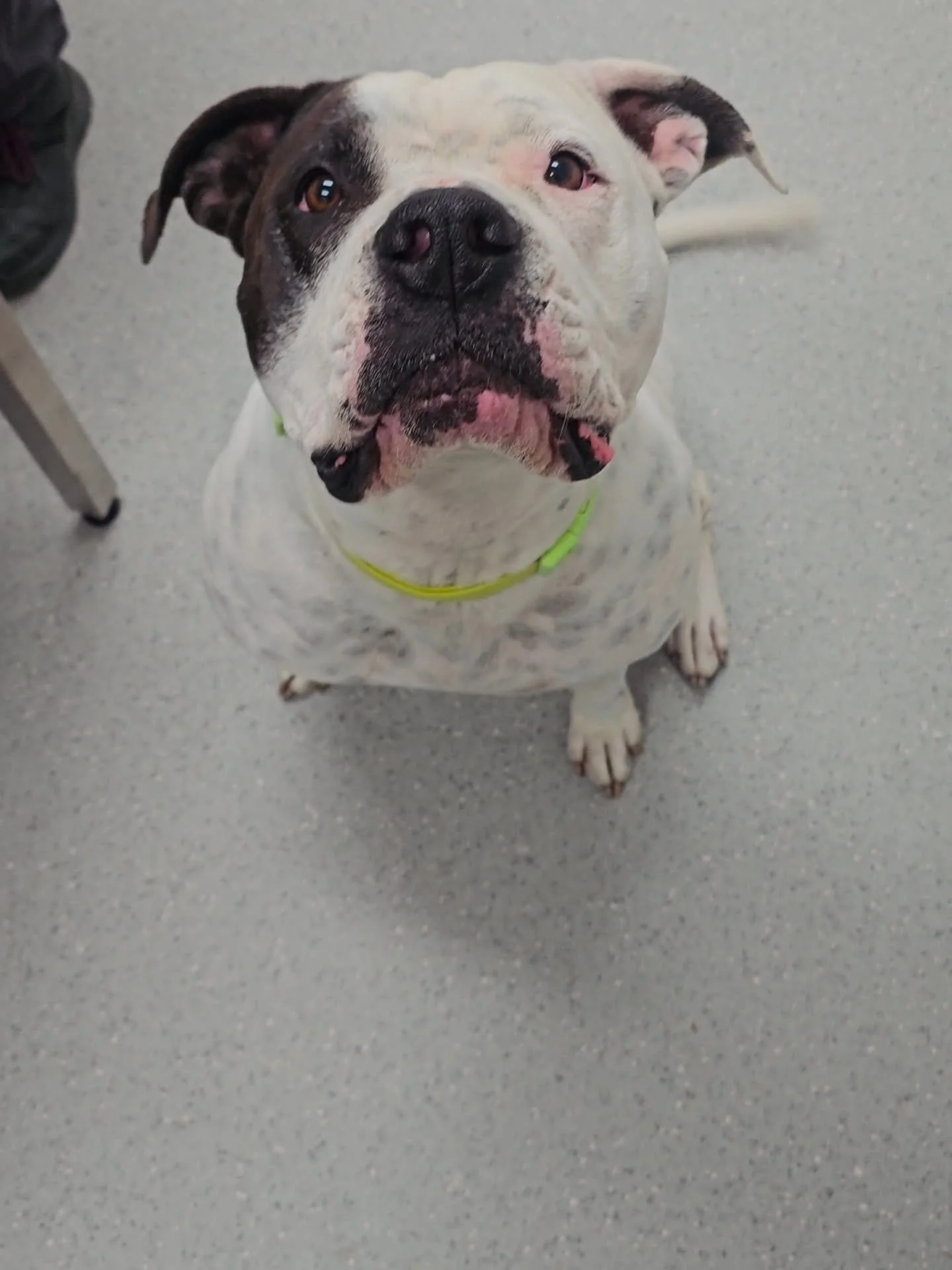Sun production is just as important for our pets as it is for us, especially if those pets are white. 

This absolute sweetheart loves to lounge in the sun but overtime this has caused damage to her skin. Alongside her dedicated owners, we're working