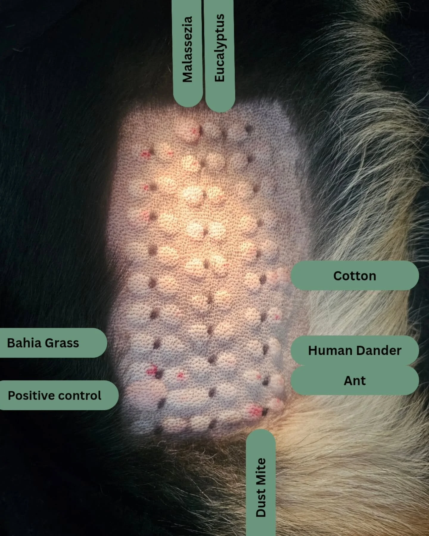 Just some of the allergens a patient reacted to on a recent intradermal allergy test. 

Now you might be thinking "Humans?! How on earth do we avoid human?" And that's where immunotherapy comes in. 

Allergy testing, either intradermal or b