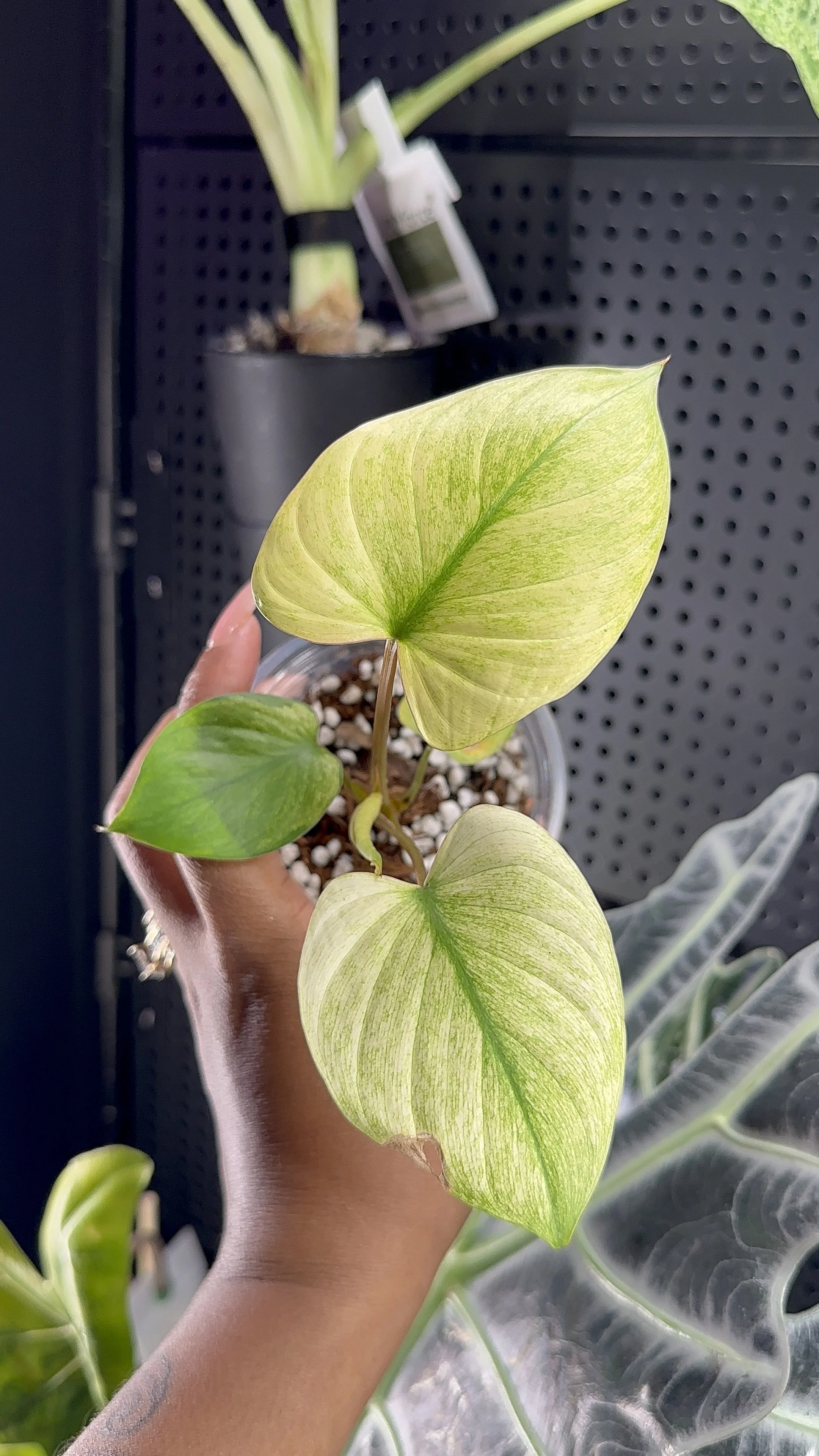 Homalomena Melon Mint