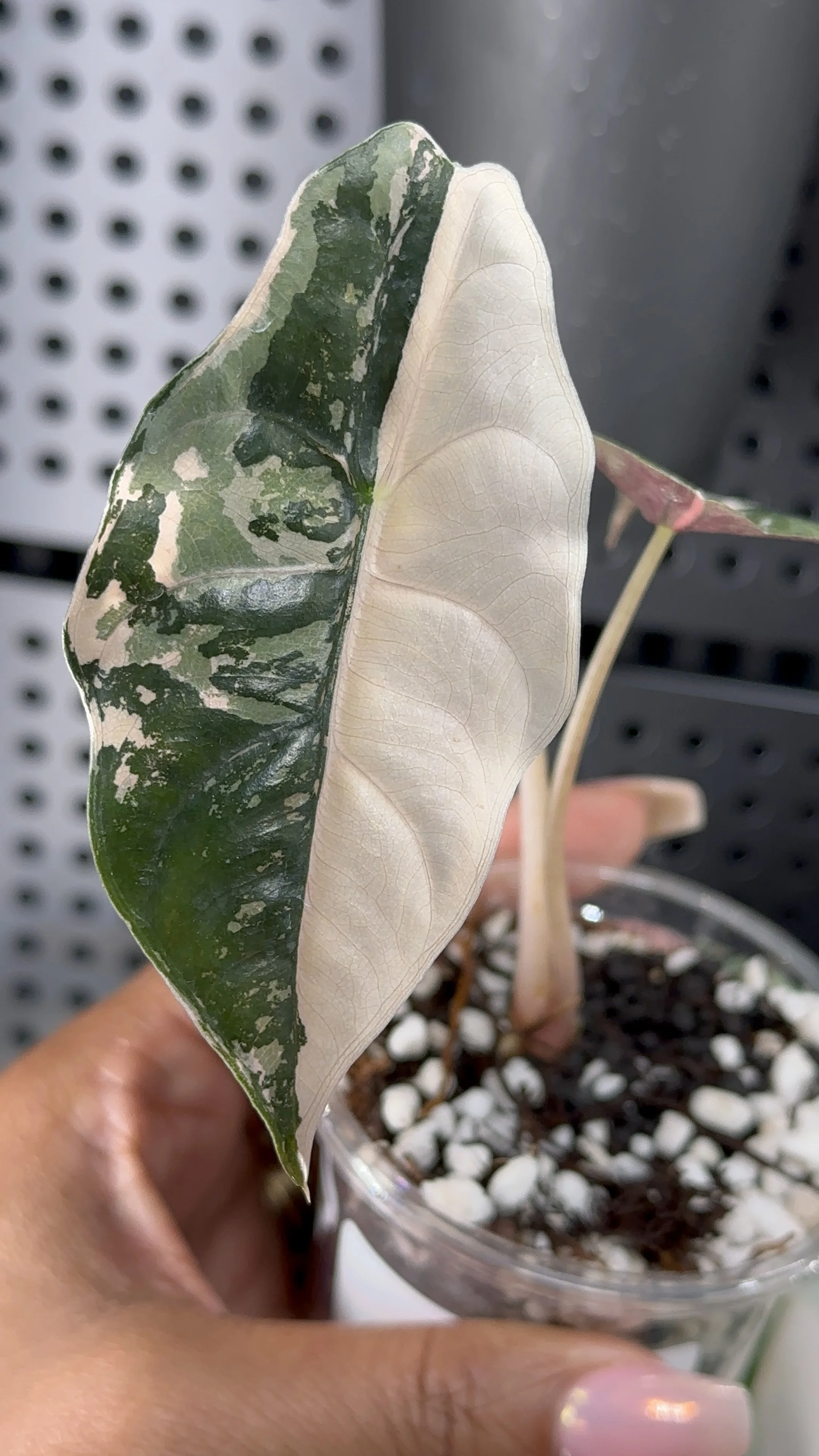 Alocasia Chantreri Pink