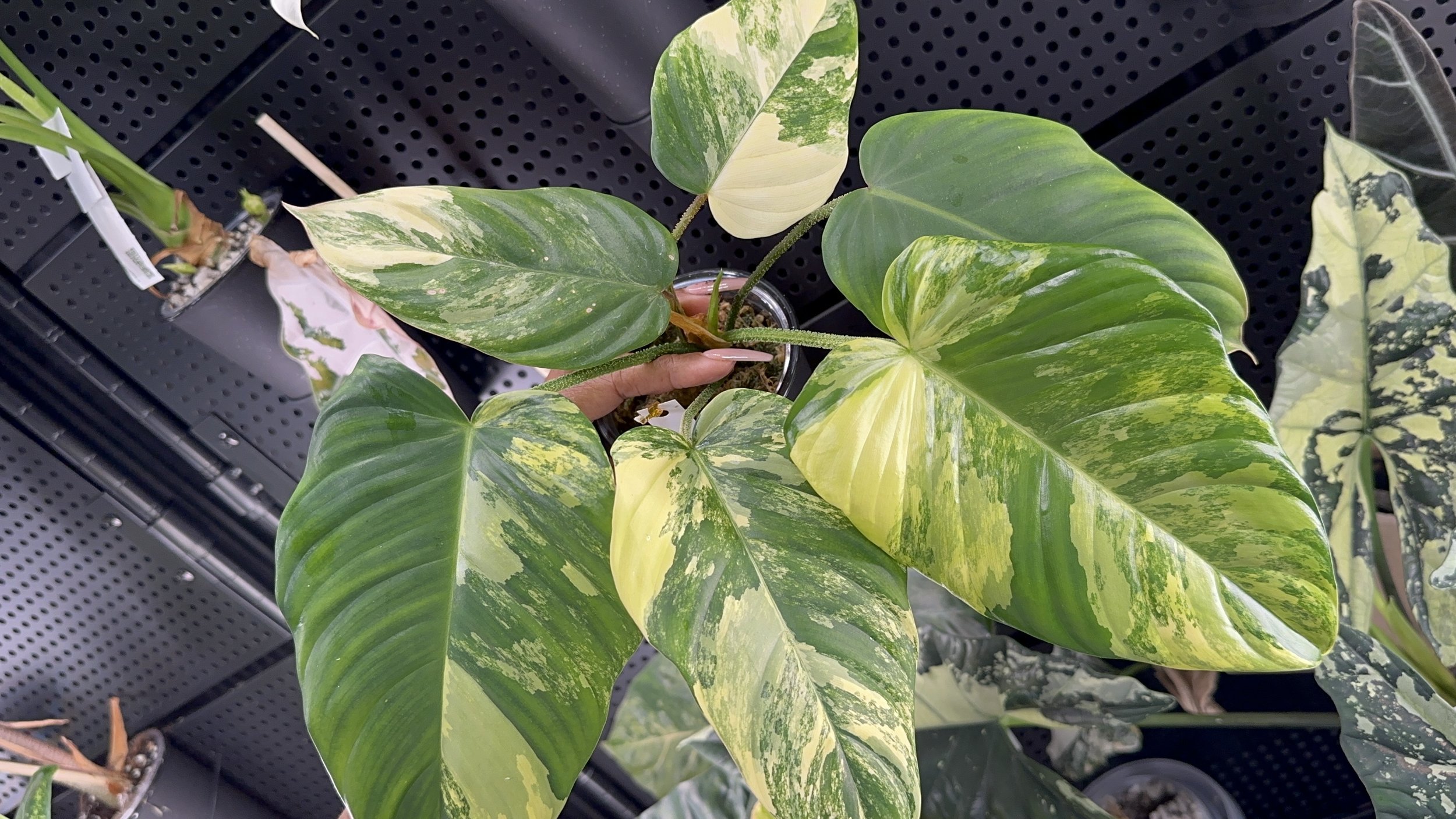 Philodendron FB x Fuzzy Petiole