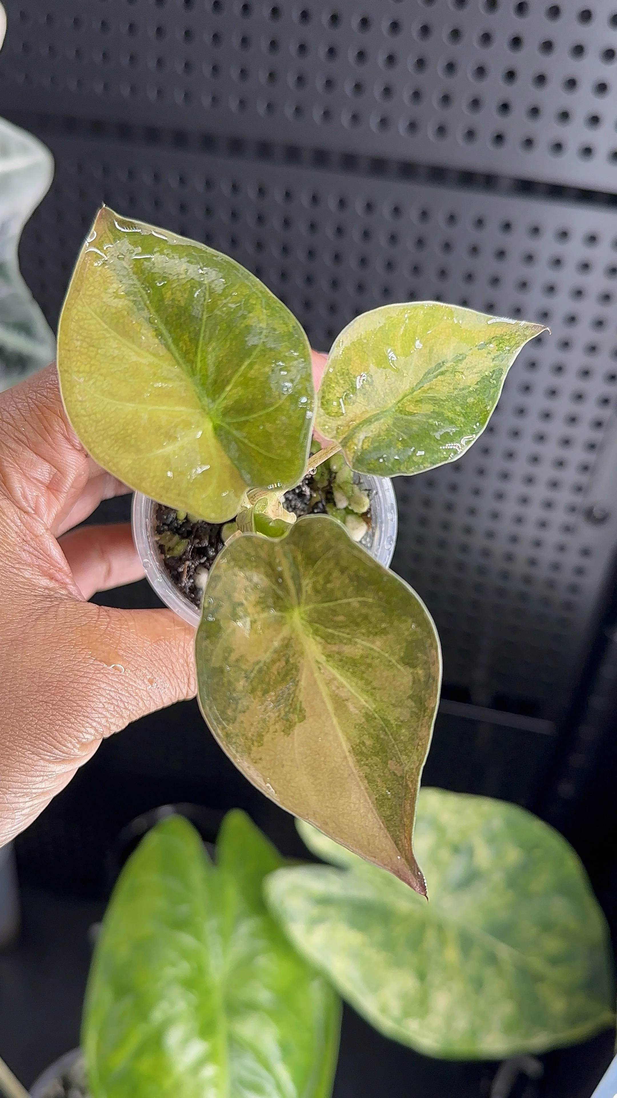 Alocasia Wentii Aurea