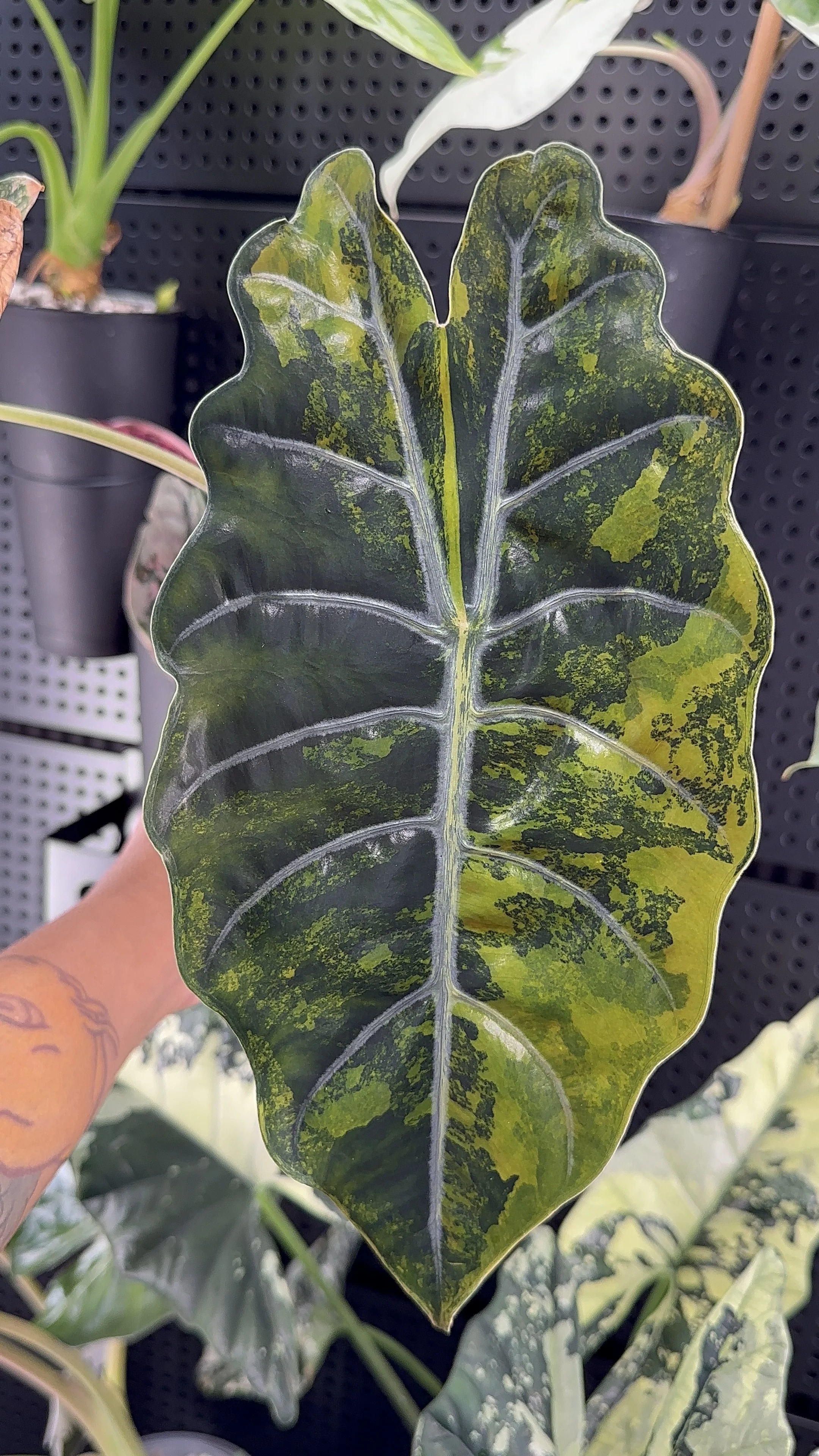 Alocasia Chantreri Corm