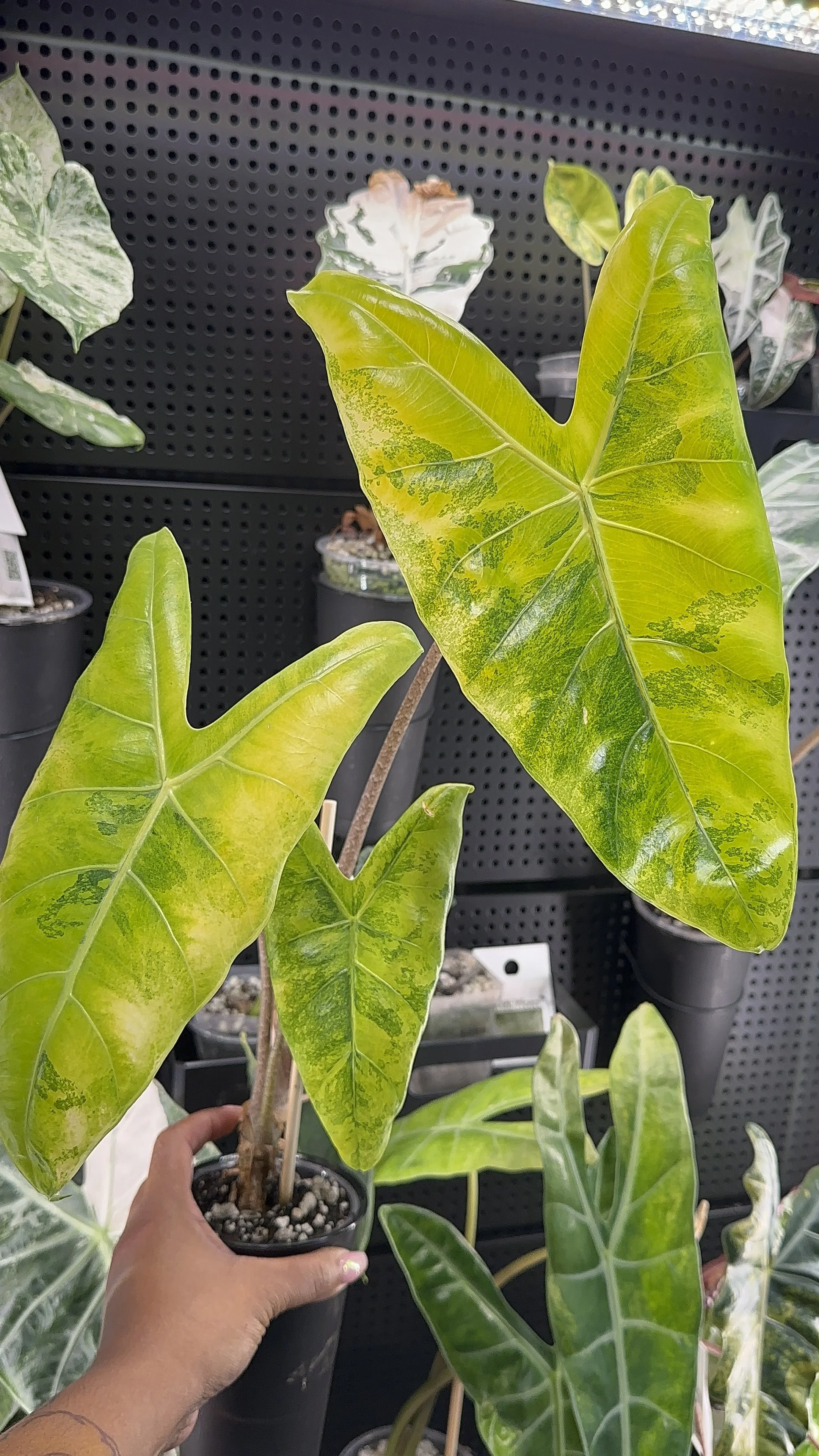 Alocasia Longiloba Lemon Corms