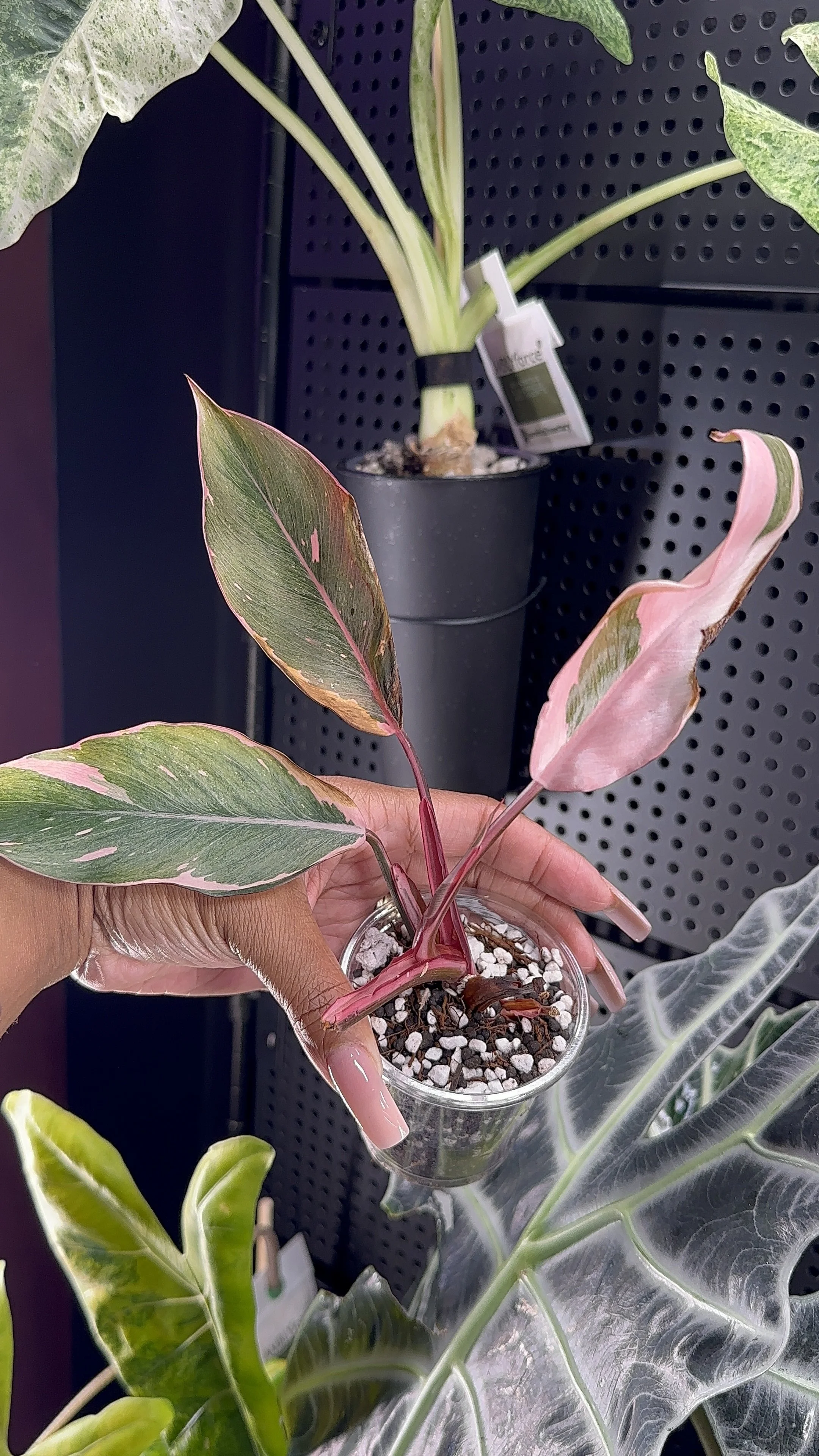 Philodendron Pink Rose - PPP Mutation
