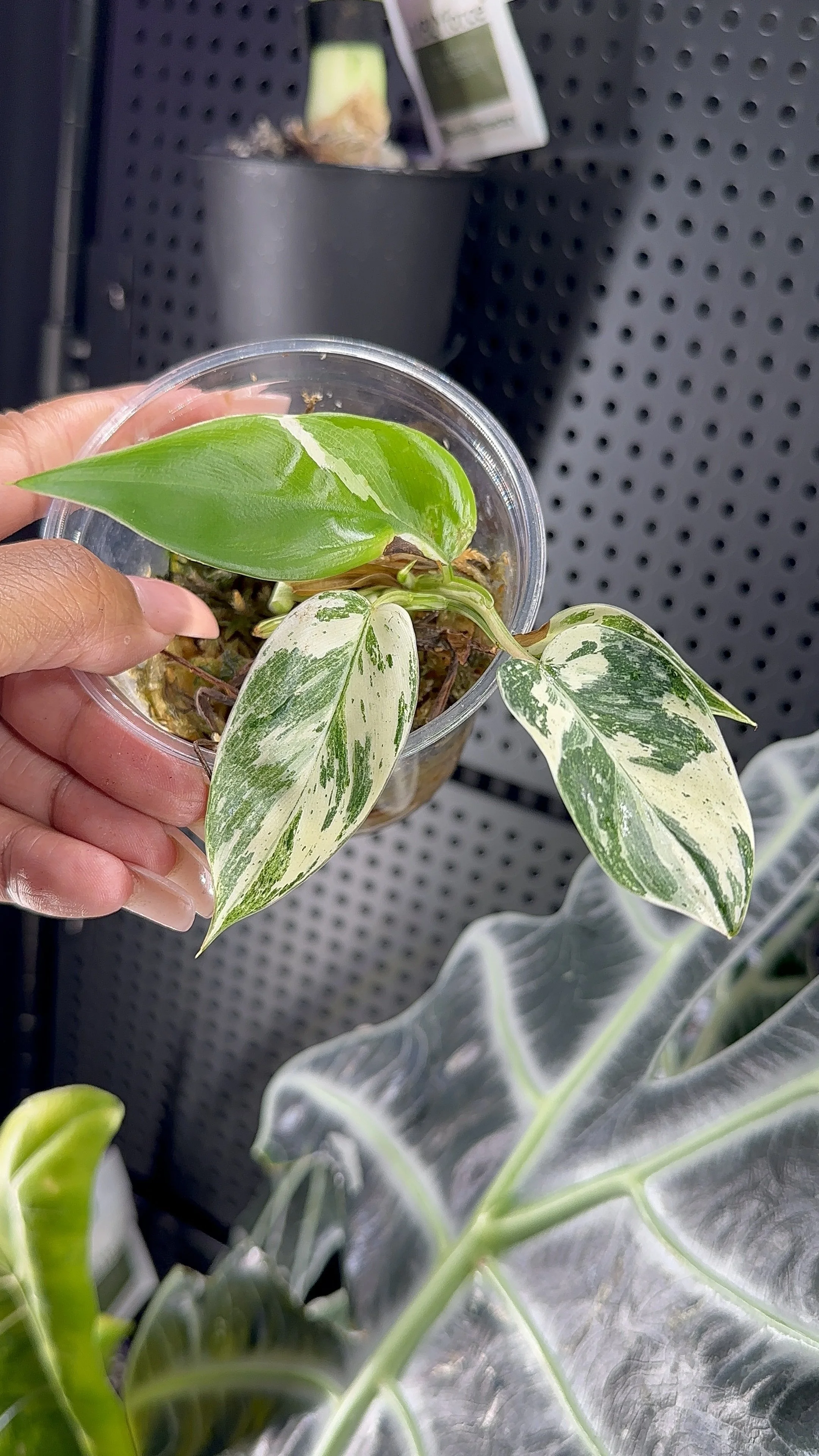 Philodendron Emerald King