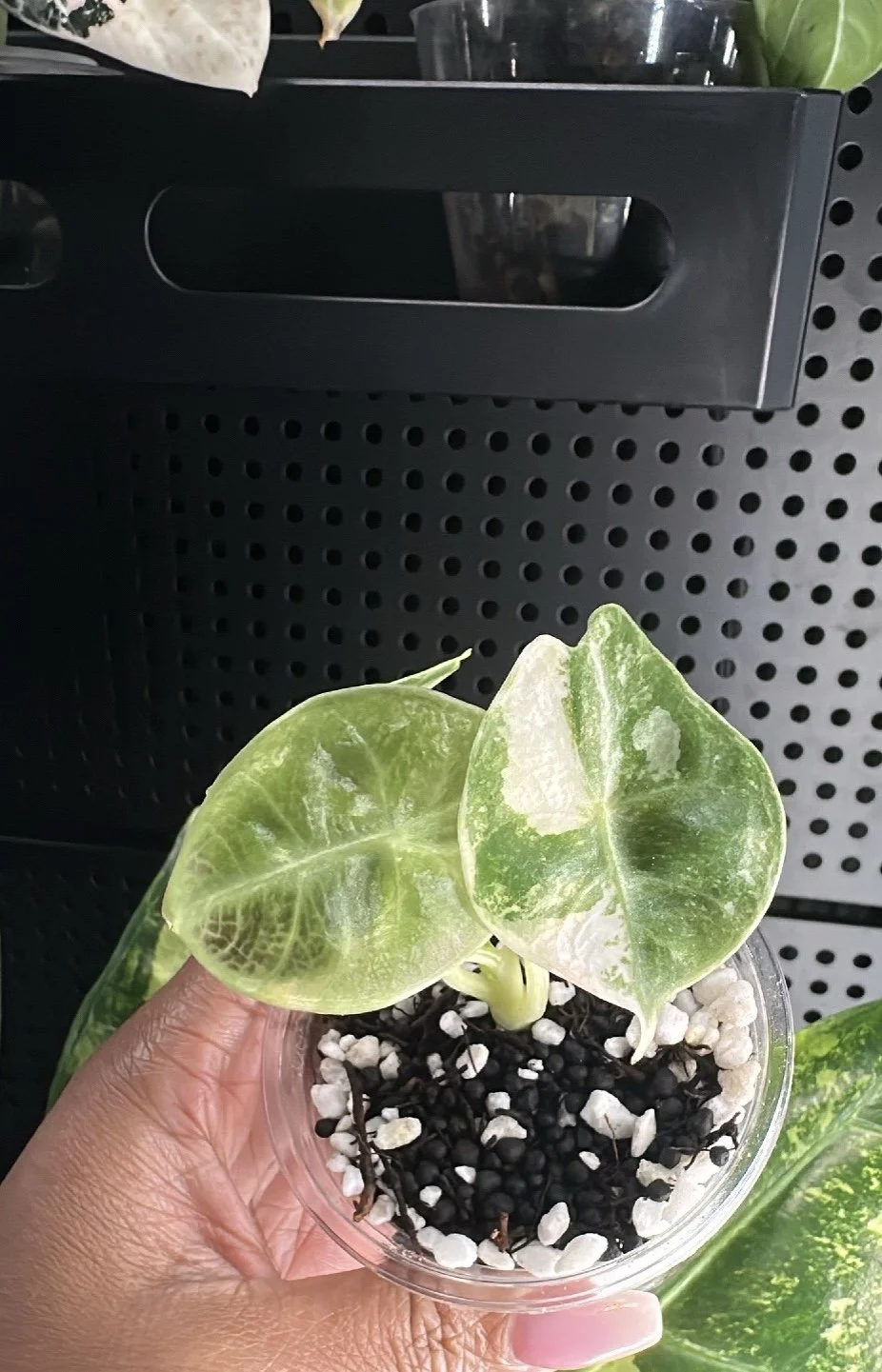 Alocasia Lowii Aurea Pup