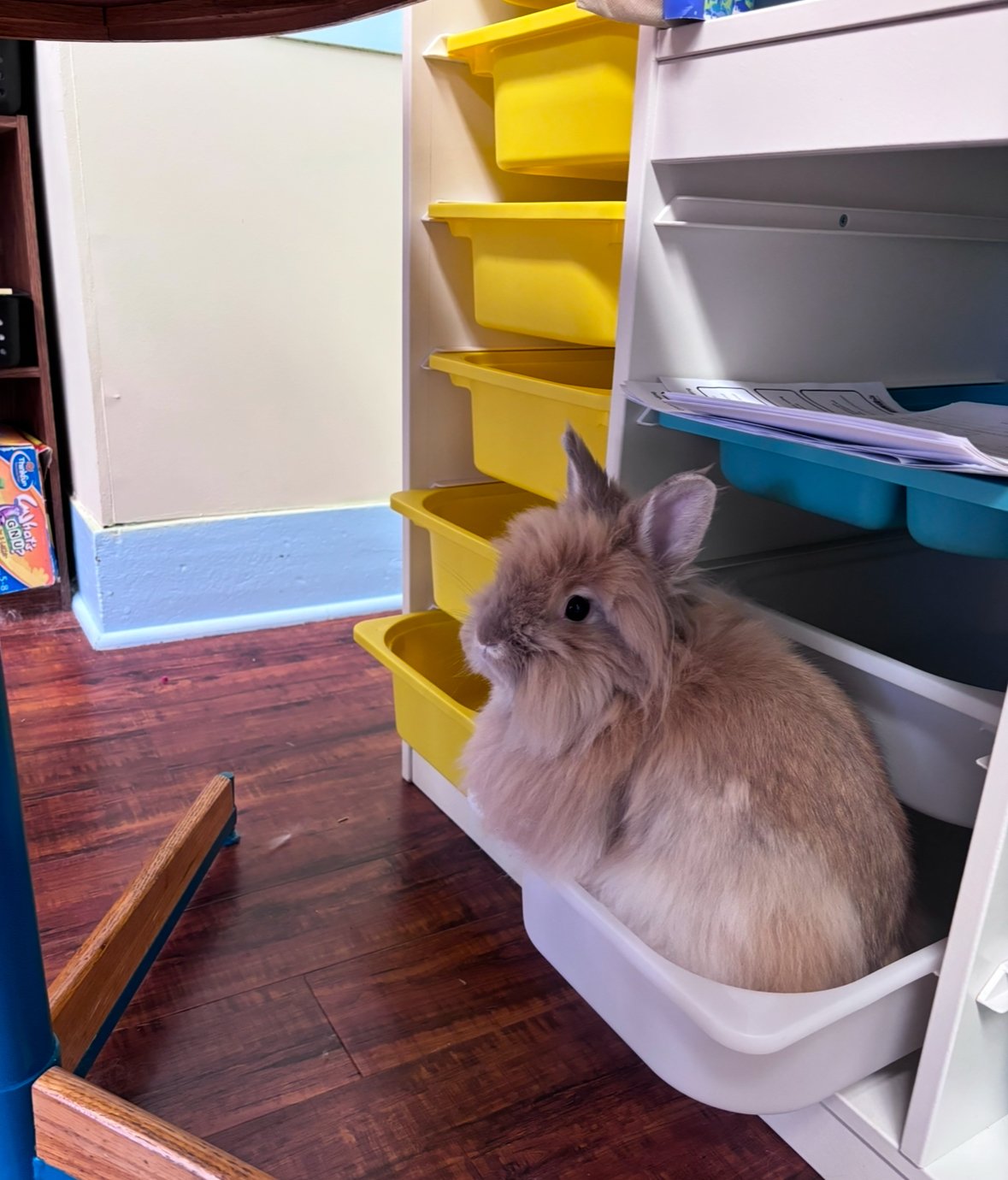 Butters in a drawer.jpg