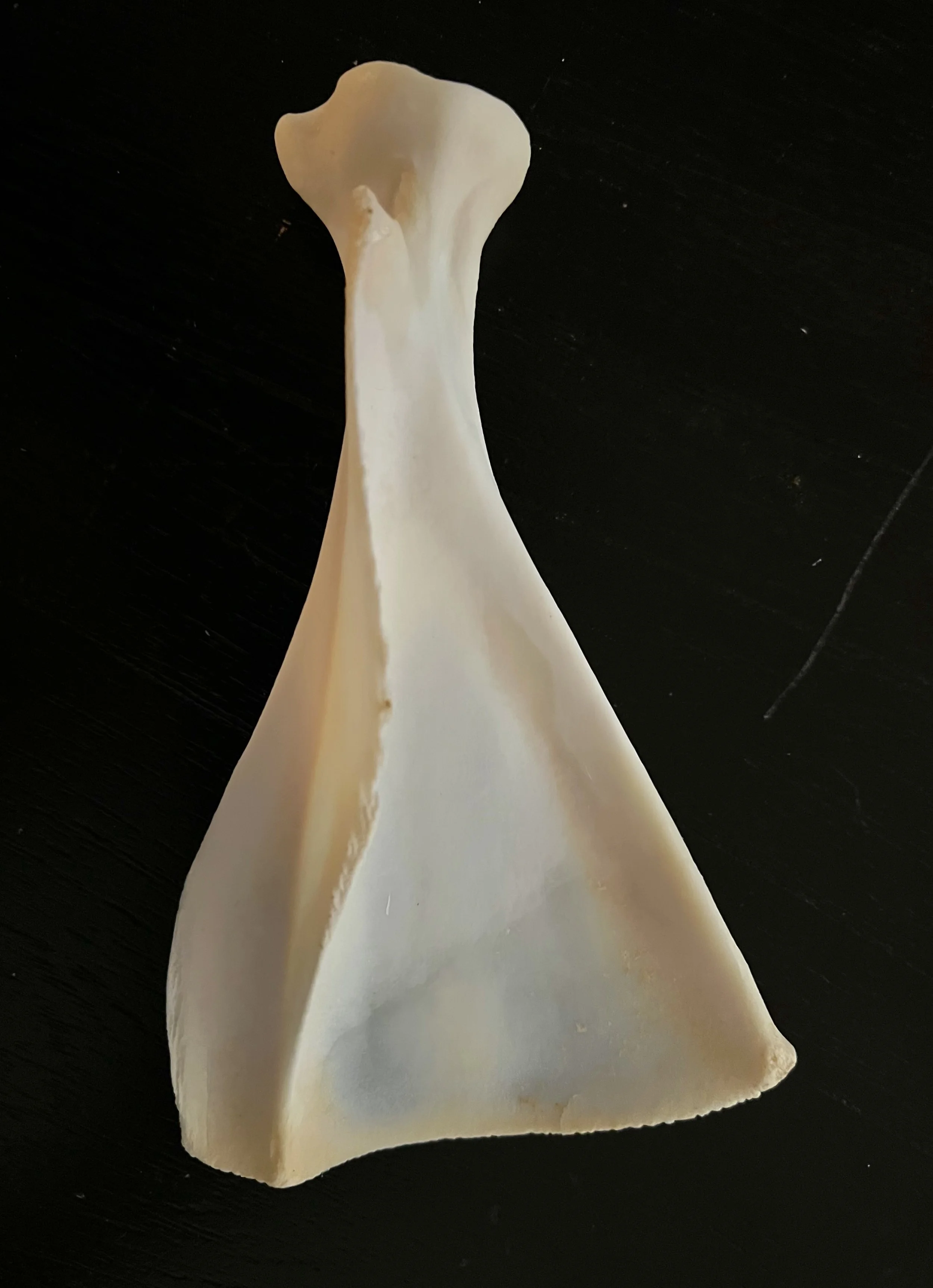 Deer Scapula