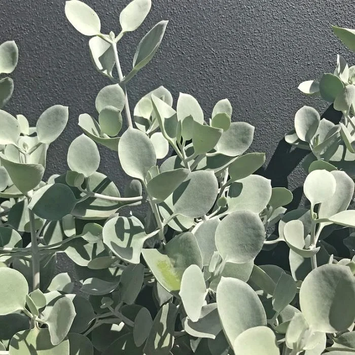 PLANT SPOTLIGHT - Kalanchoe Silver Spoons 🤍

With its sculptural form and stunning silver-grey leaves, this hardy succulent is the ultimate statement piece for a modern coastal garden.

It&rsquo;s drought-tolerant and low-maintenance with gorgeous v