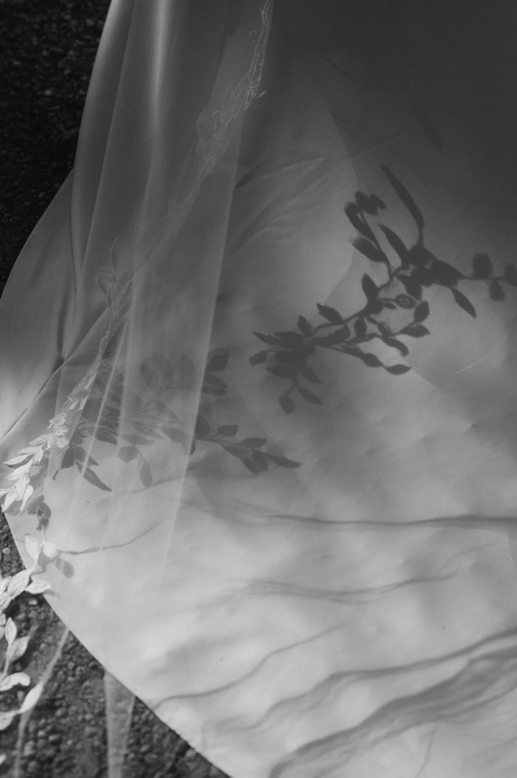 Shadow of a leafless plant cast on layered, crumpled fabric or paper.