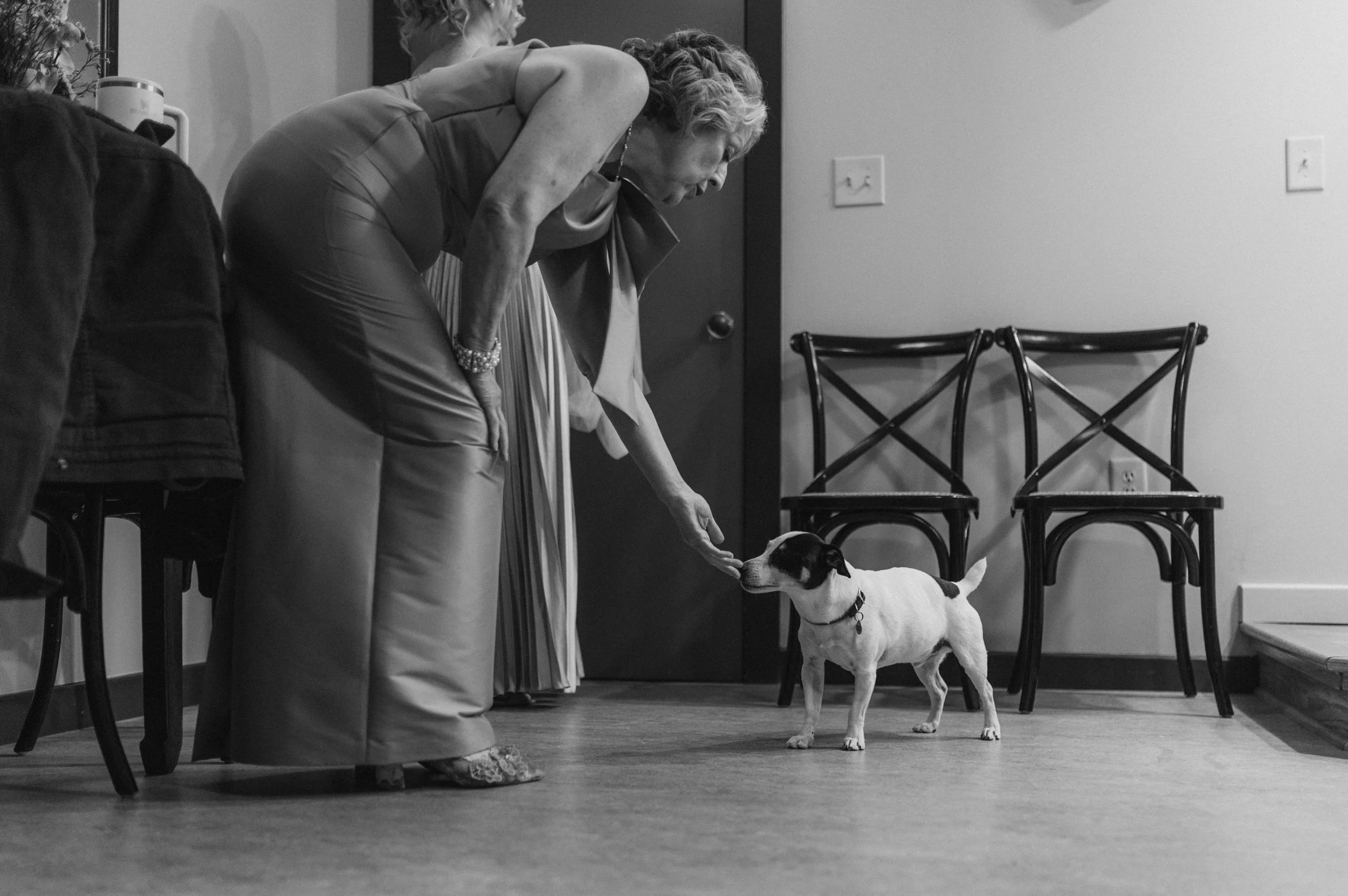 An elderly woman reaching out to a small dog, possibly giving a treat or command, in a room with hardwood flooring, two chairs, and some wall decorations.