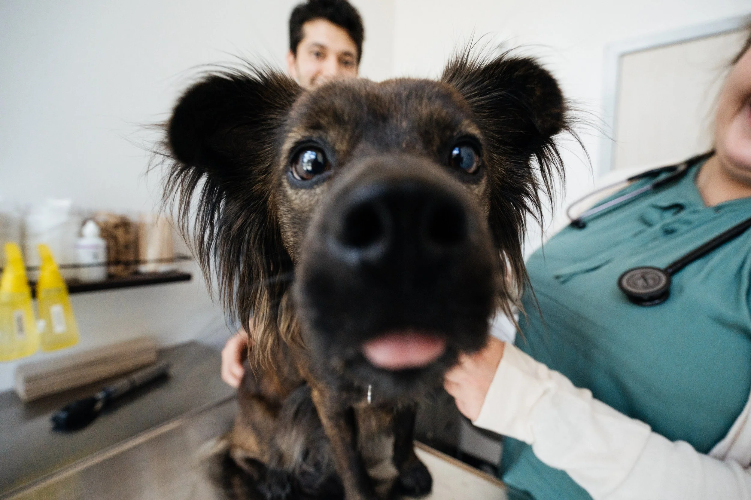 Close-up of a small black and brown dog at a veterinary clinic, with a veterinarian and a person in the background.