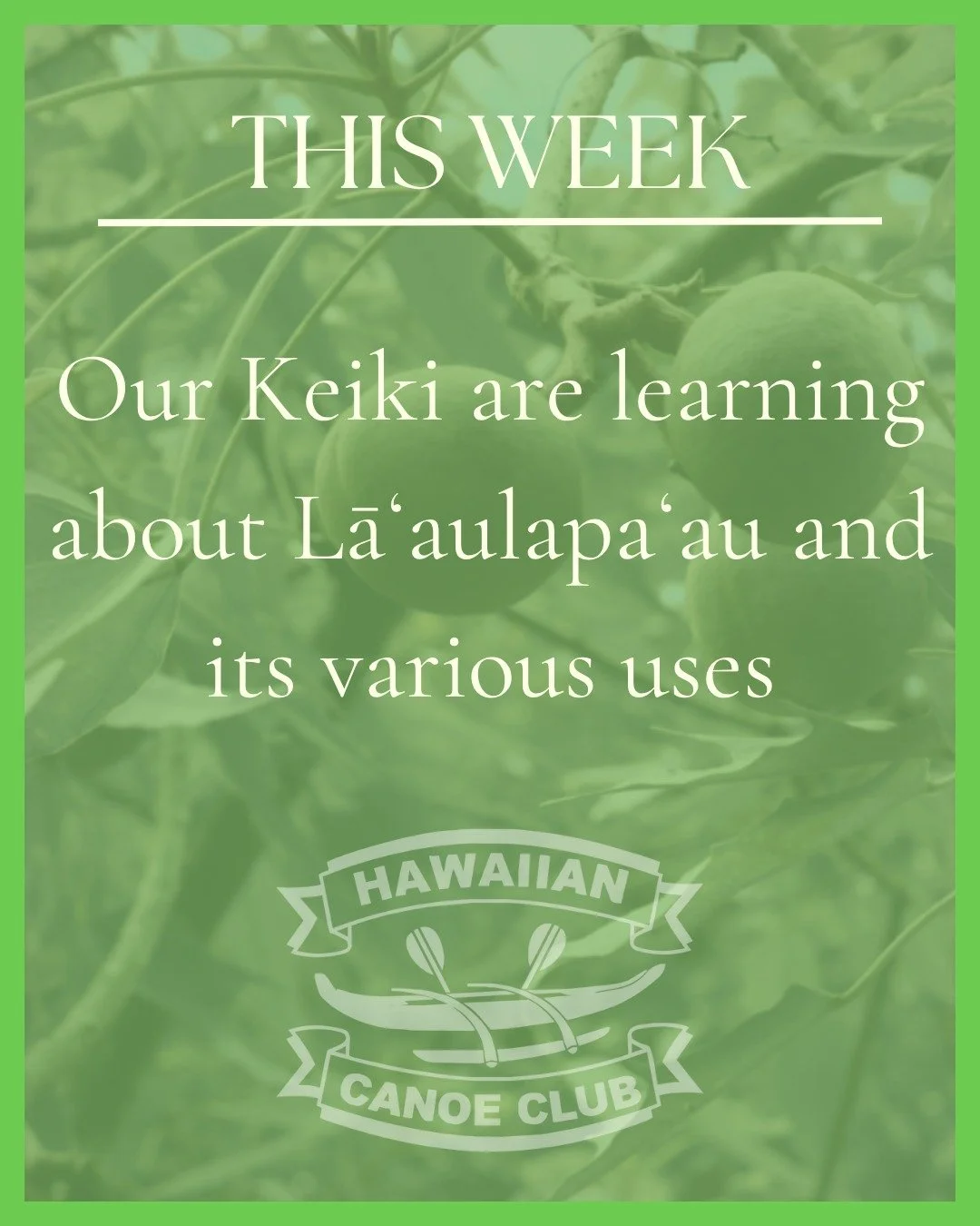 Its Lāʻaulapaʻau week here at HCC!
Our Kamaliʻi are learning more about lāʻaulapaʻau and all of their uses and on Thursday they are going to Maui Botanical Gardens! 
🌿Stay tuned for more lāʻaulapaʻau!🌿