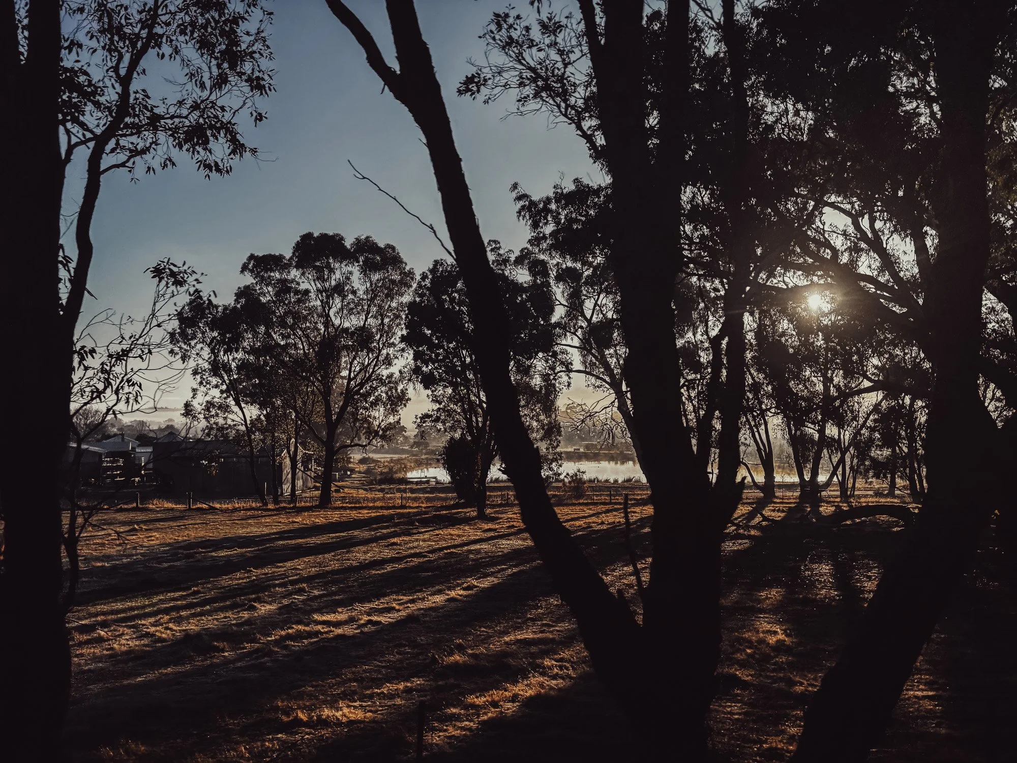silhoutte of a landscape of trees from bendigo