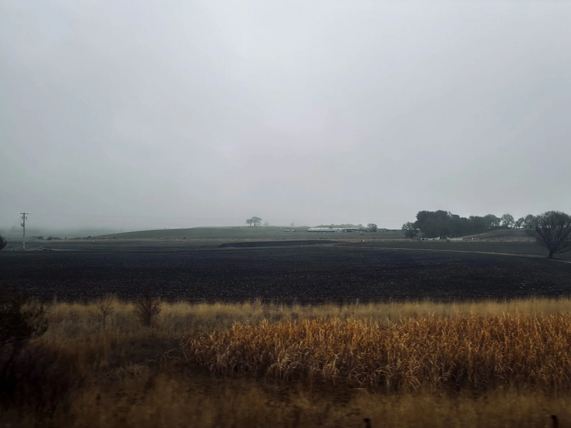 foggy morning landscape of sowed field
