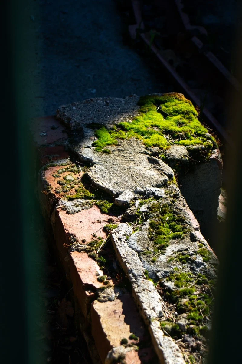 moss bricks from broken building