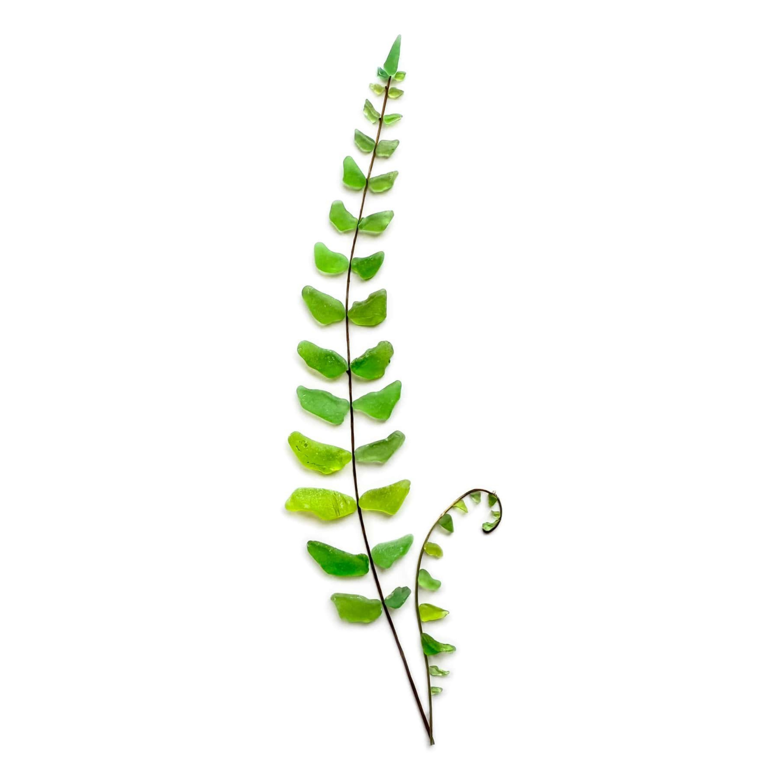 Tall green sea glass fern with a curled fiddlehead and natural stem on a white background.