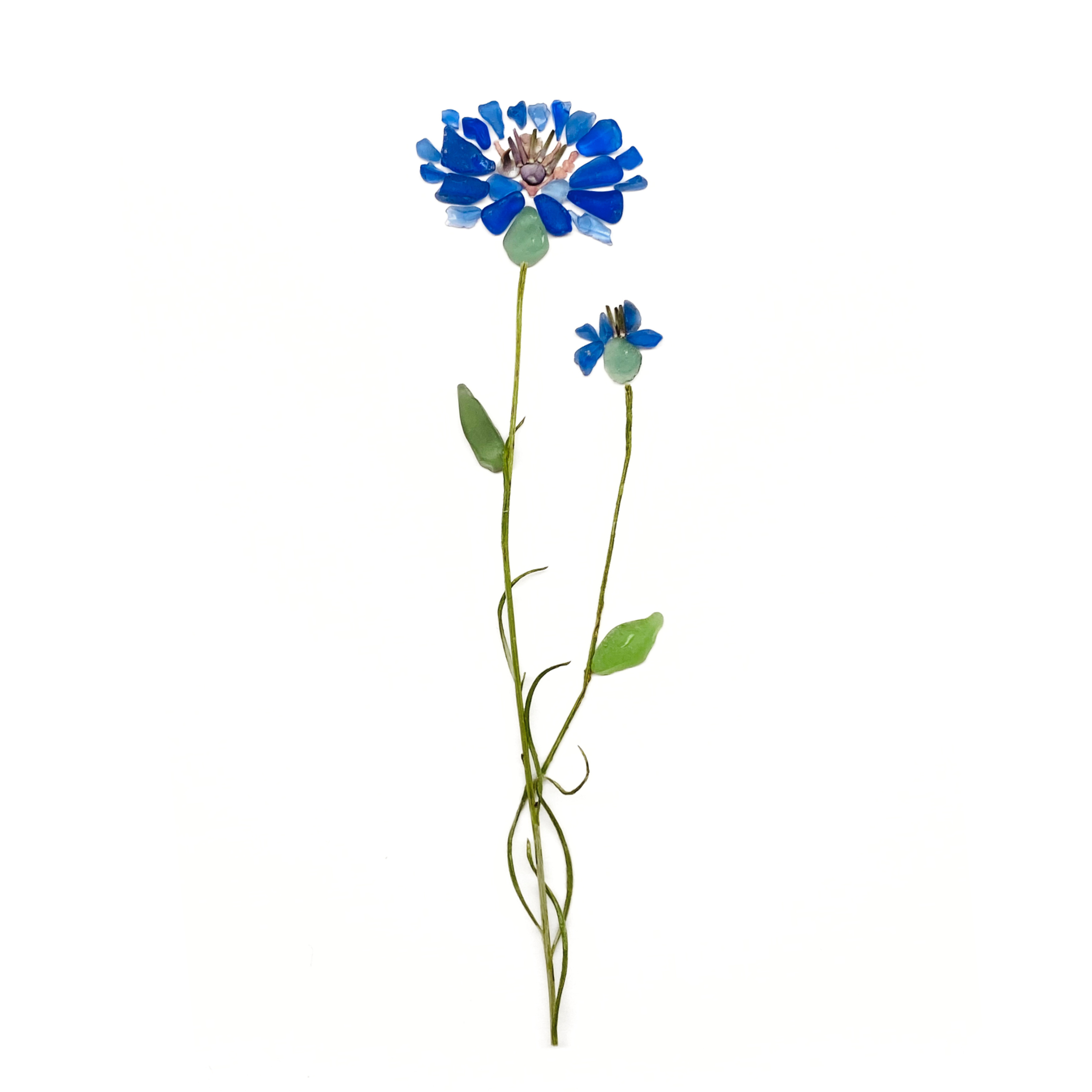 Blue sea glass bachelor button flowers with winding natural stems and green leaves on a white background.