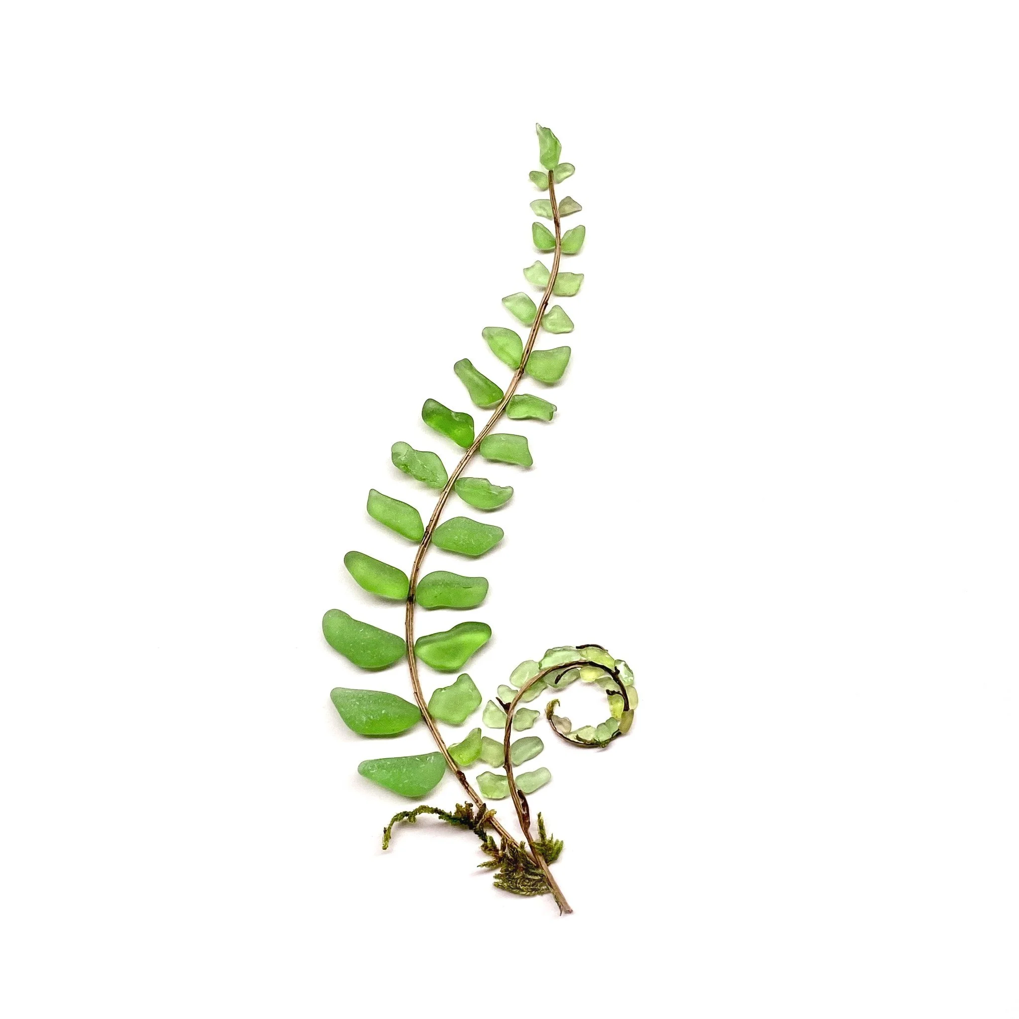 The Botanical Collection