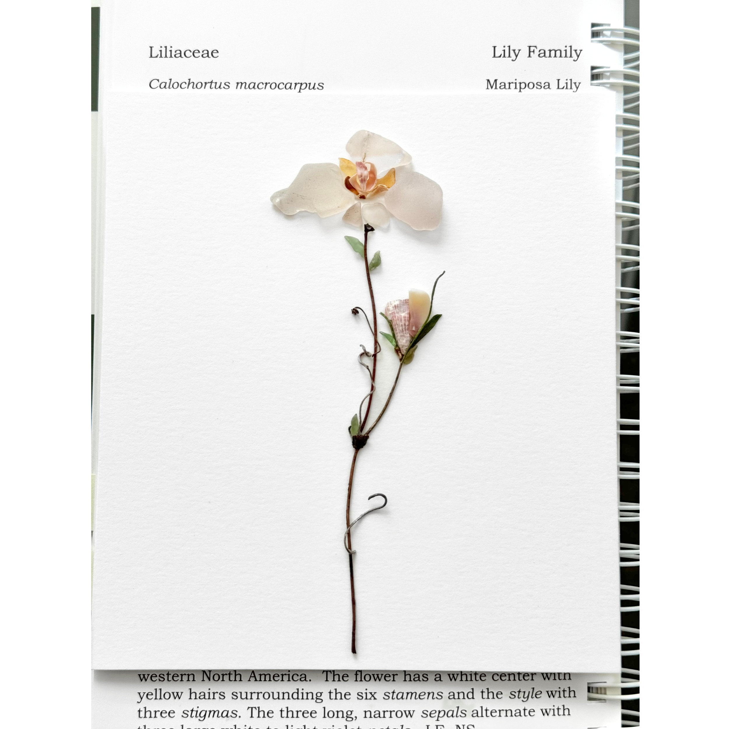 Sea glass mariposa lily study displayed beside its botanical reference page.