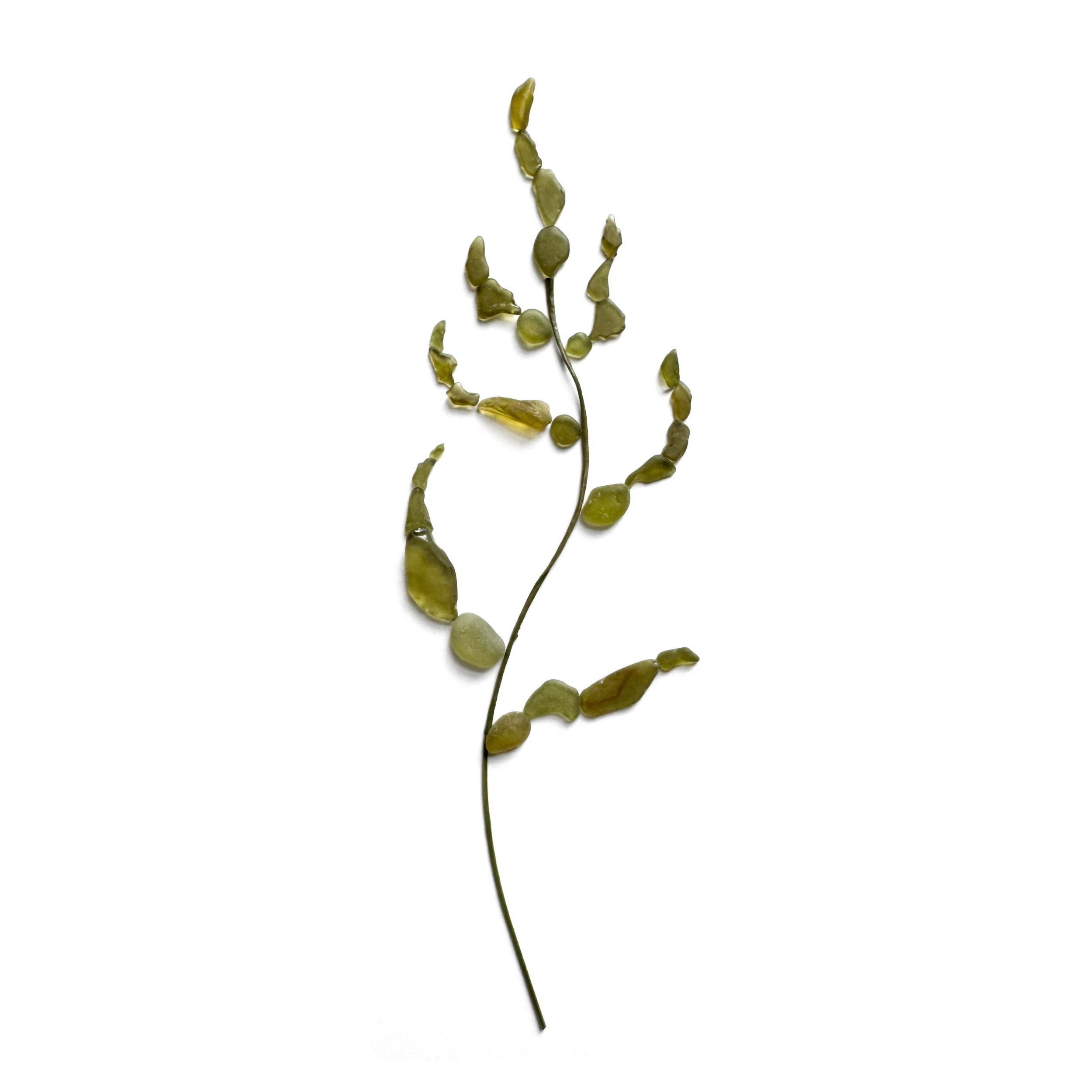 Delicate kelp frond created with olive-green sea glass and a slender natural stem.