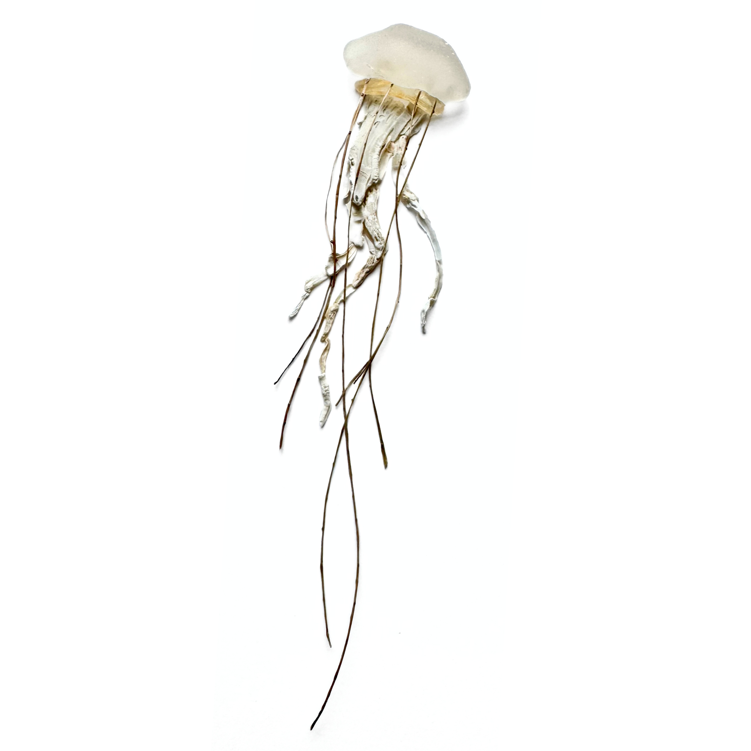 Pacific sea nettle jellyfish created with sea glass, natural fibers, and delicate trailing tentacles.