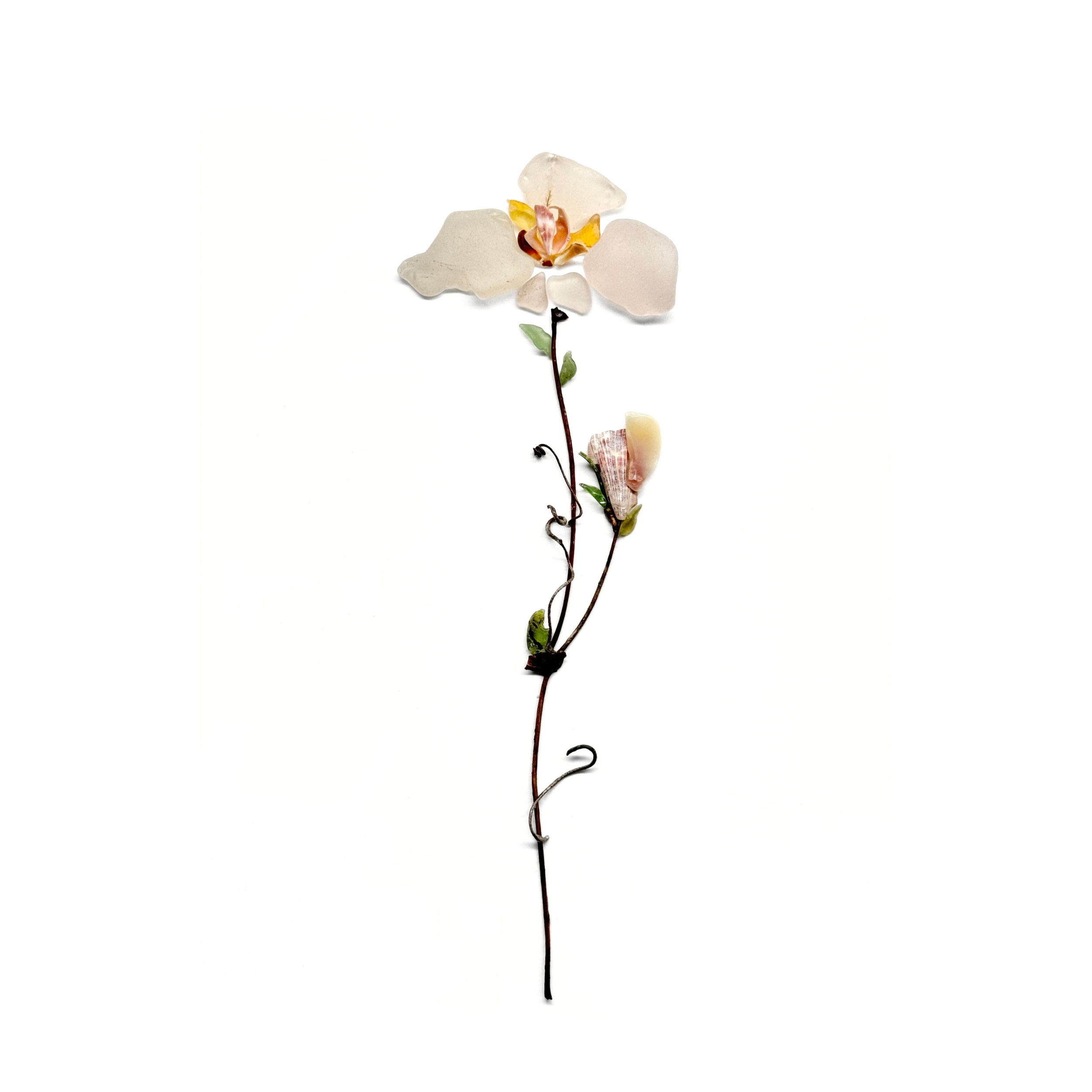 Delicate sea glass mariposa lily with a natural stem on a white background.