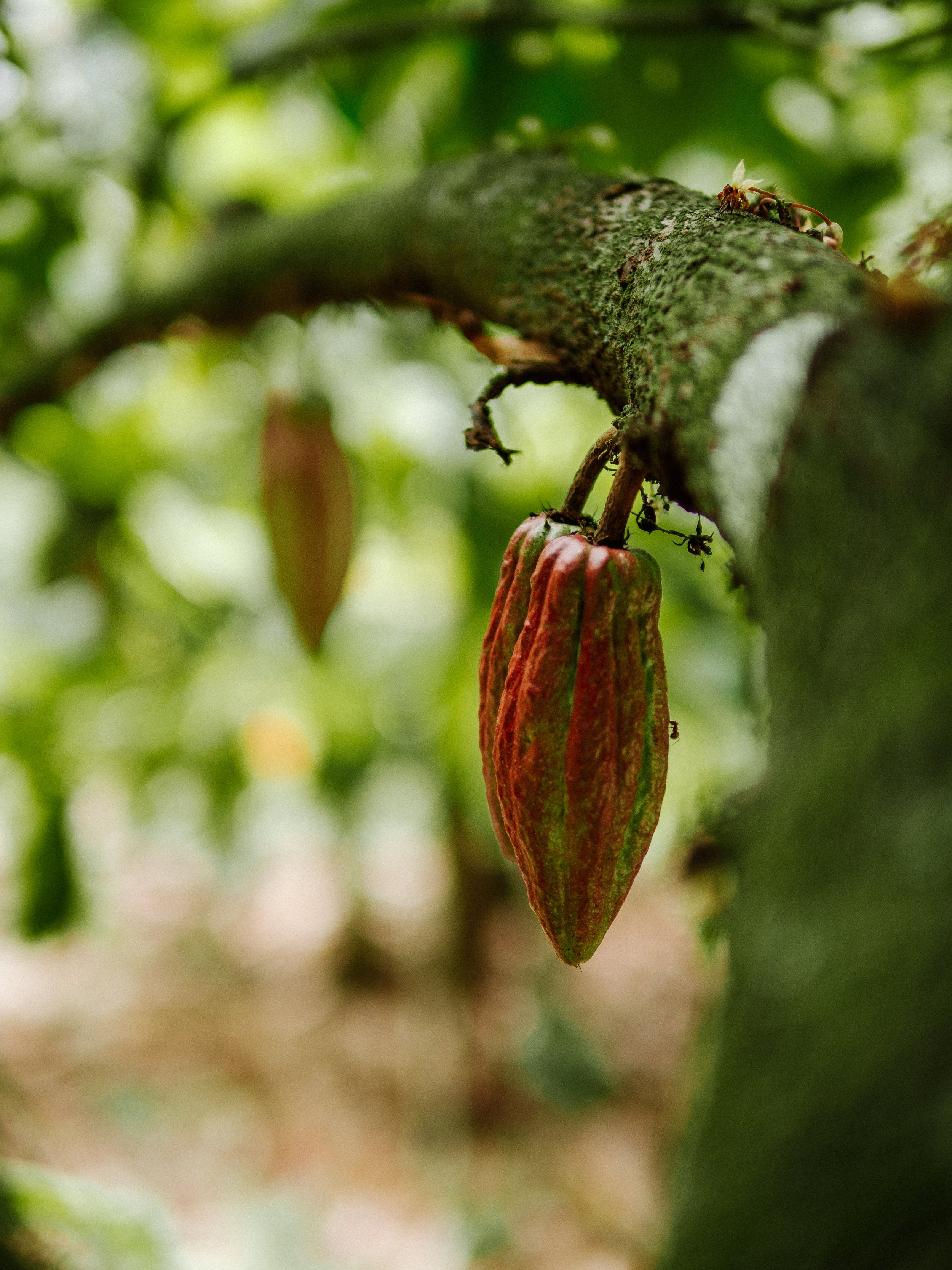 Why Ceremonial Cacao is Different from Regular Cocoa