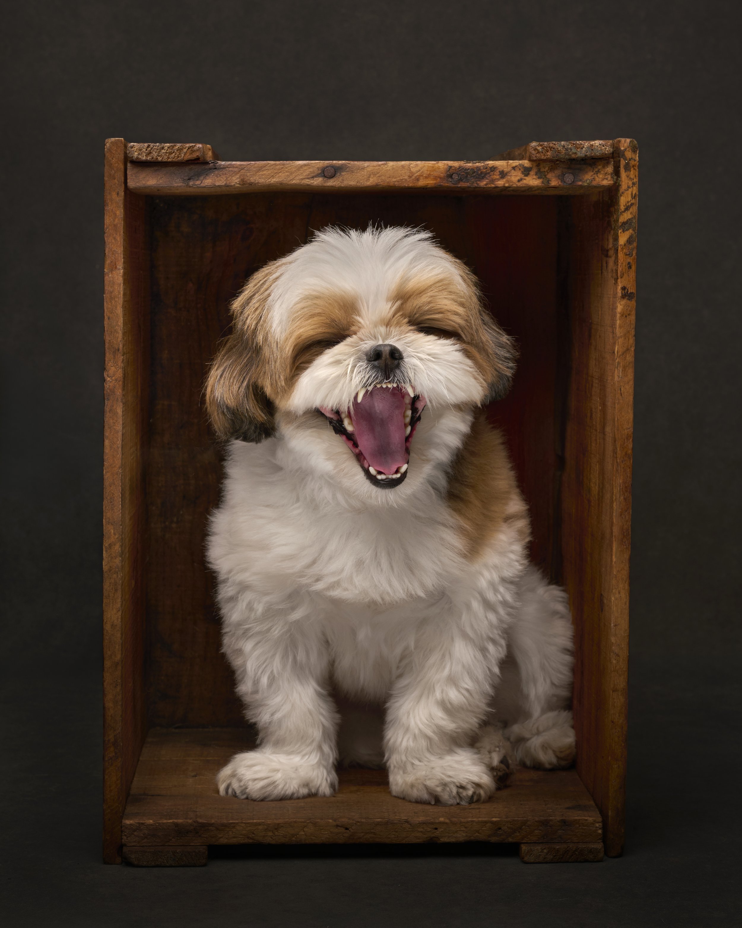 Archie-037.jpg