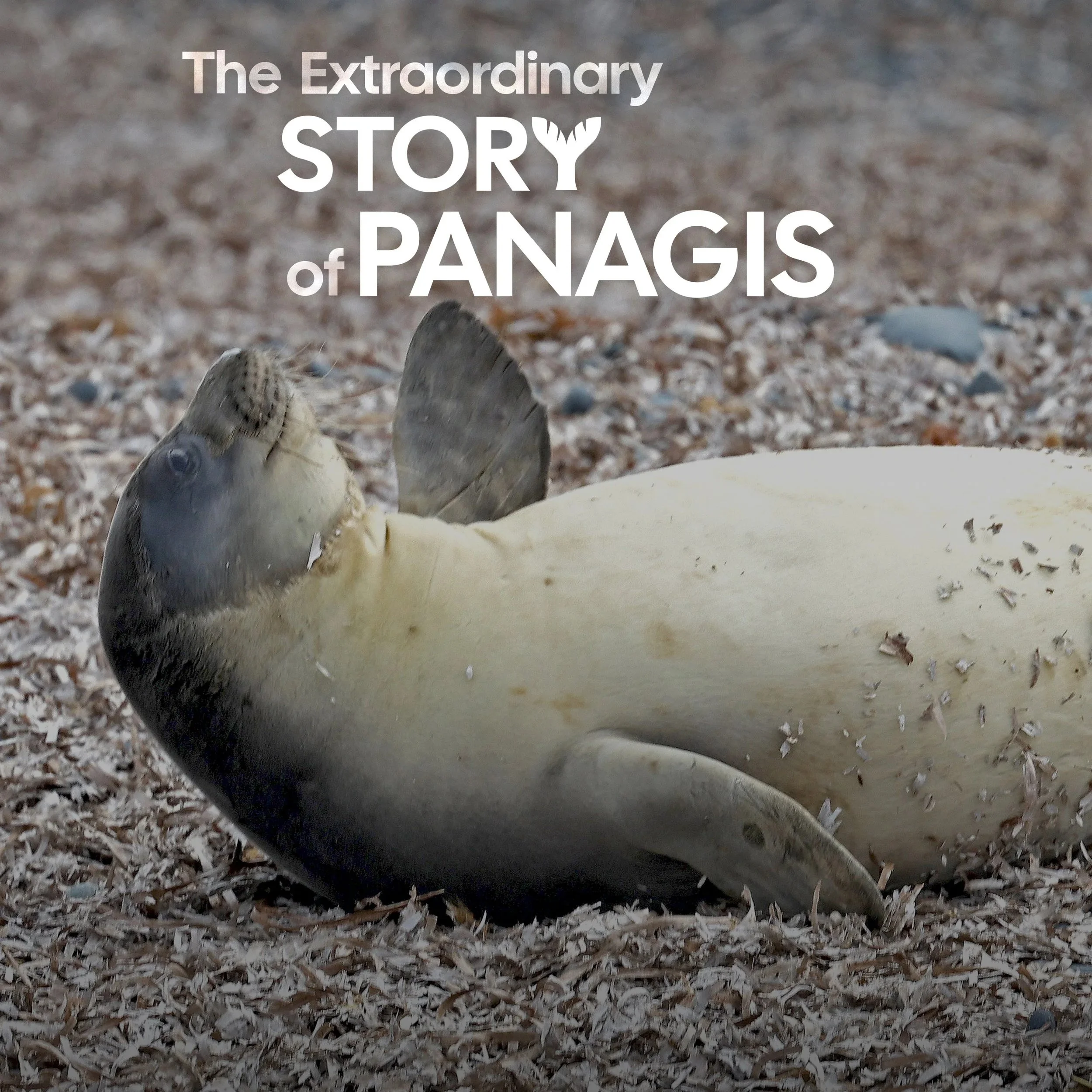 'The Extraordinary Story of Panagis' is a wildlife documentary about an orphaned Mediterranean monk seal in Cyprus that was rescued, rehabilitated, and successfully returned to the wild