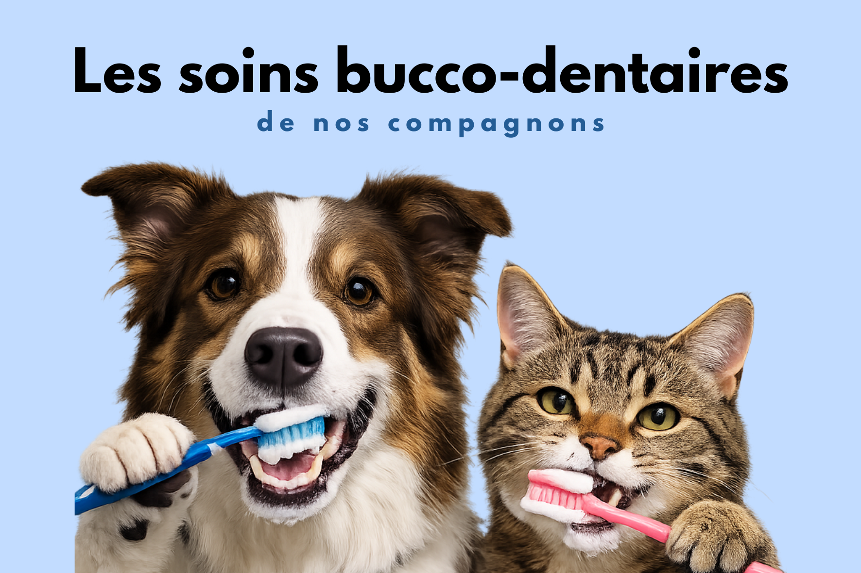 La santé bucco-dentaire de nos compagnons