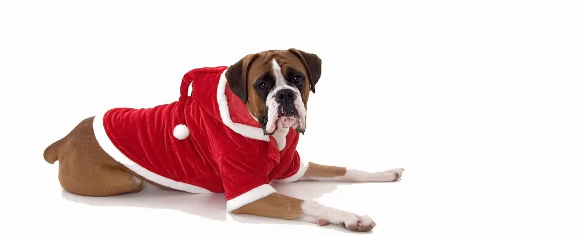 Christmas Dog Coats 