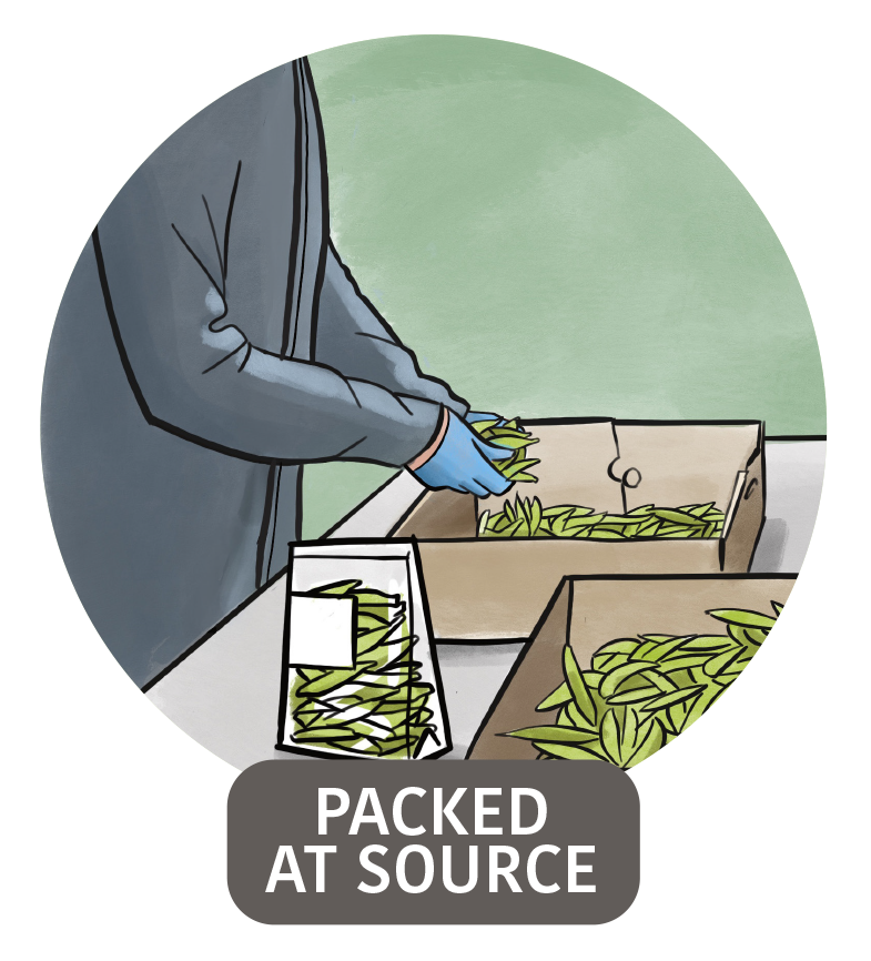 Illustratie van een persoon die plantbladeren verpakt in kartonnen dozen en plastic zakken met de tekst 'PACKED AT SOURCE'.