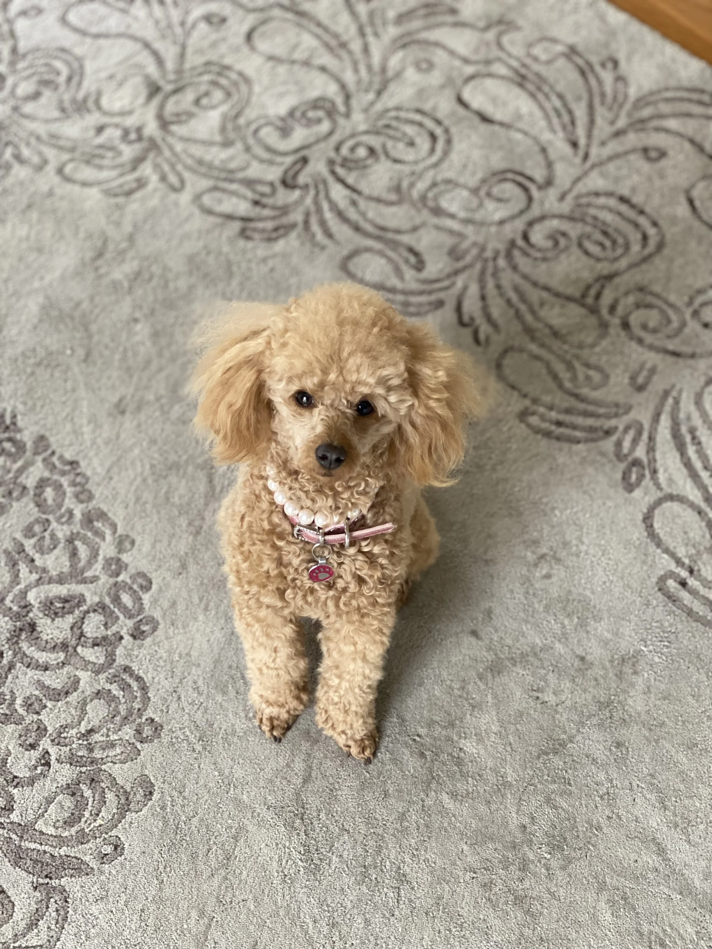 Bella