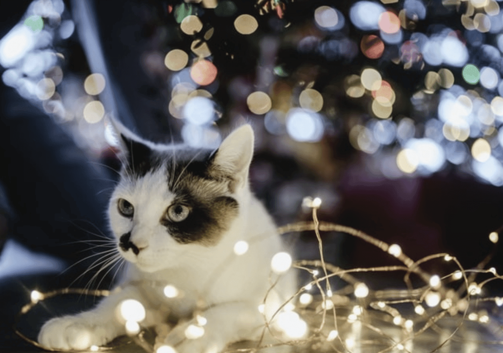 [Holiday Message] With what will you fill in the blanks?