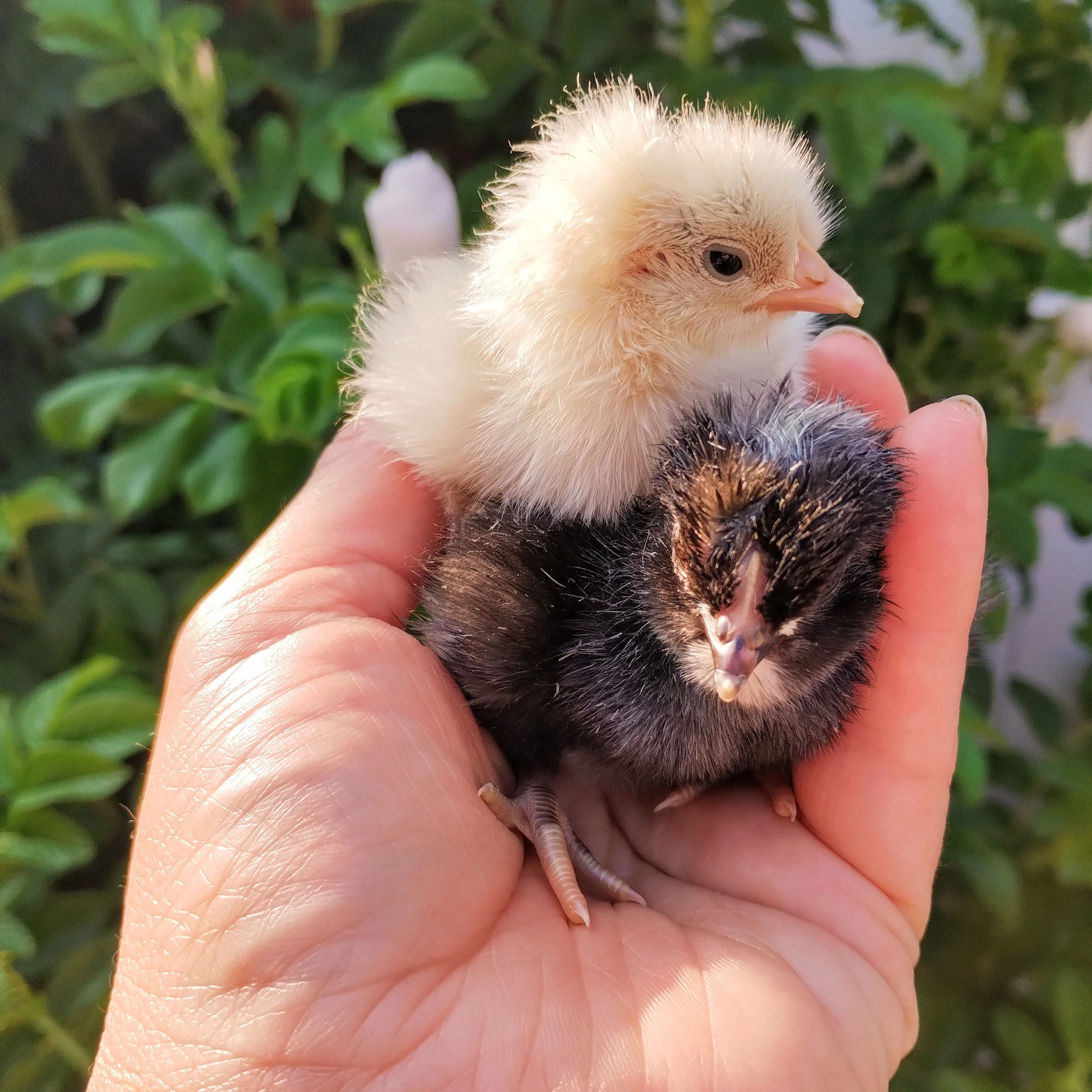 De Groene Cirkel kippenkweek.jpg