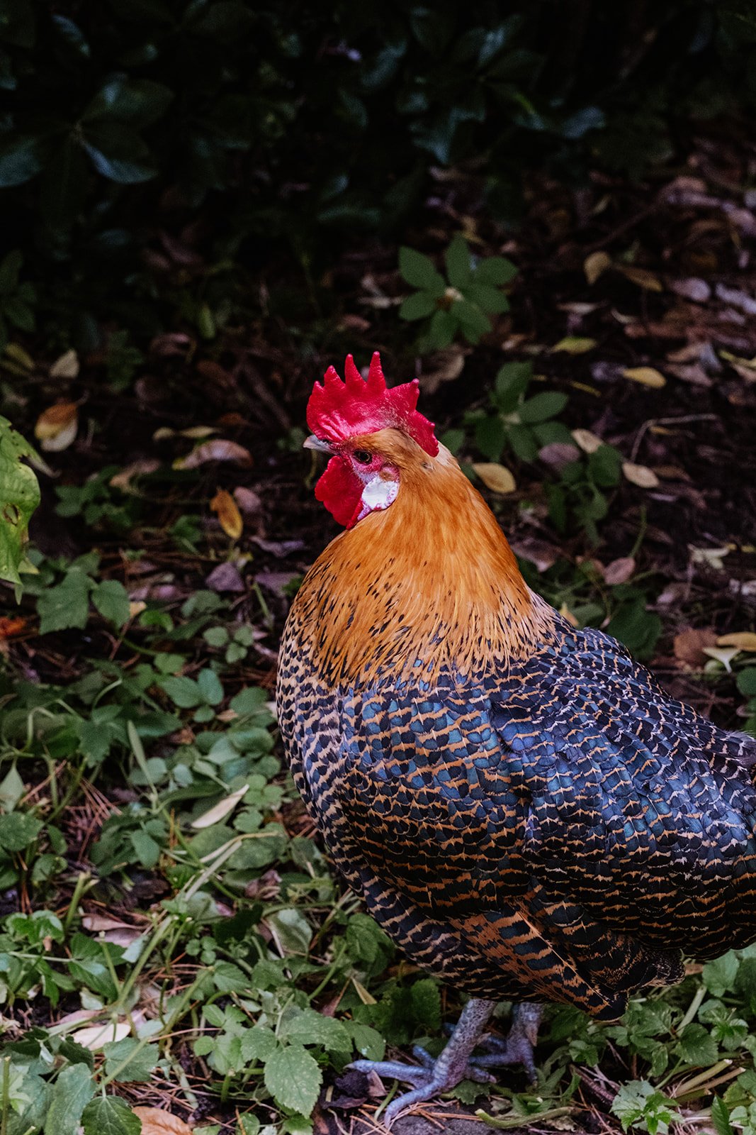 De Groene Cirkel kleinschalige kippenkweek.jpg