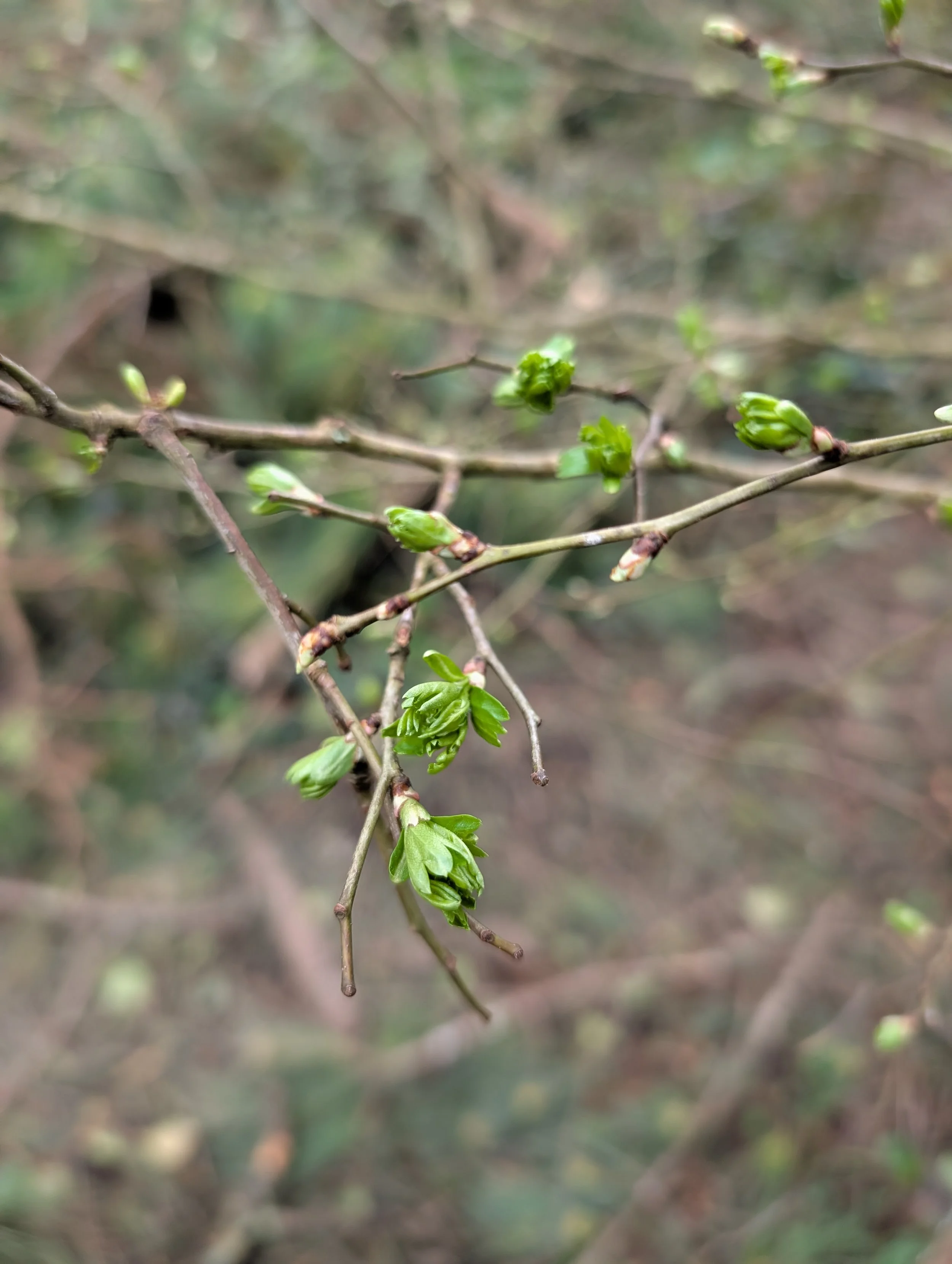 From Winter to Spring: Our Final GREENGAGE Group Concludes