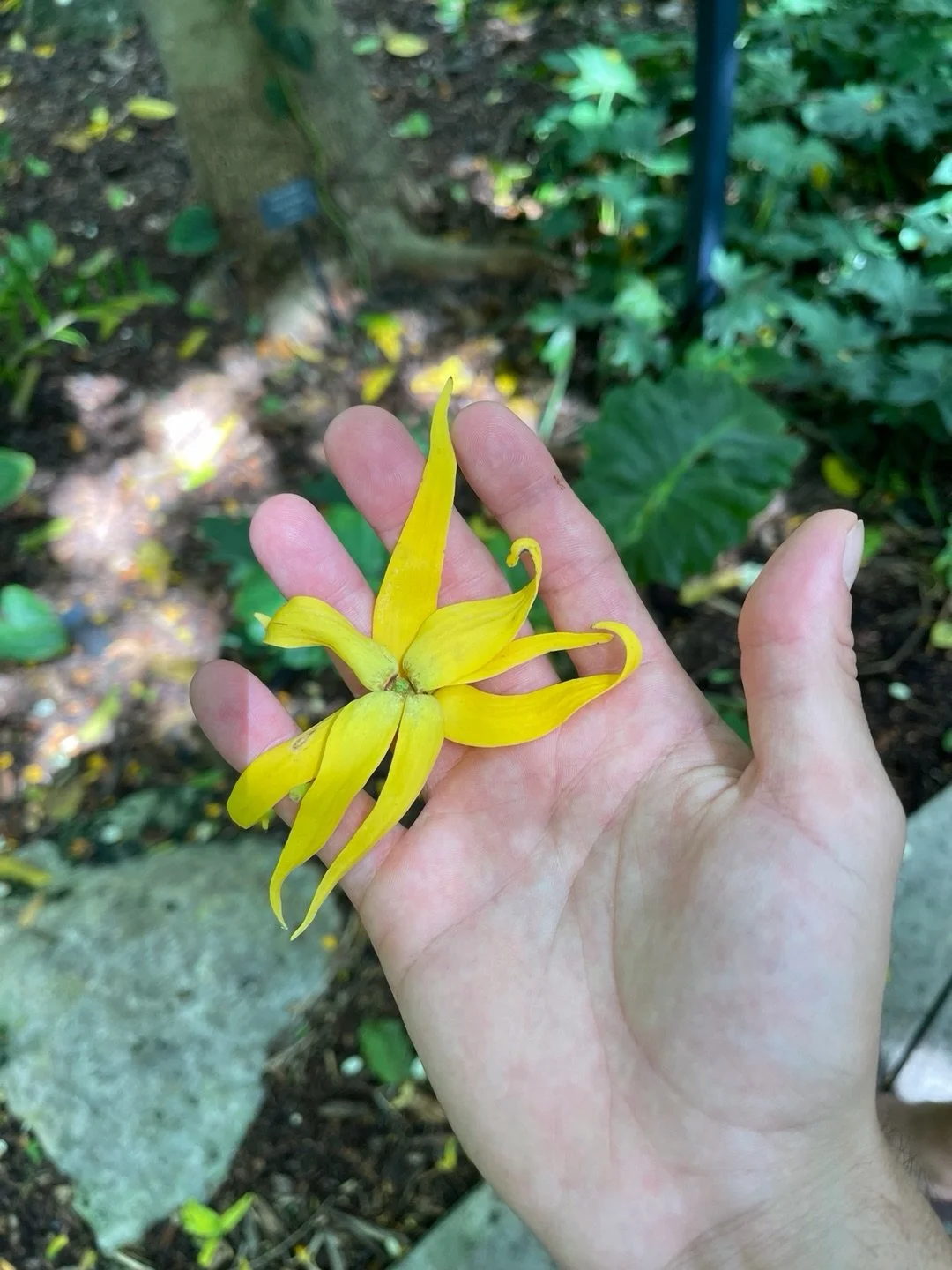Amarillo