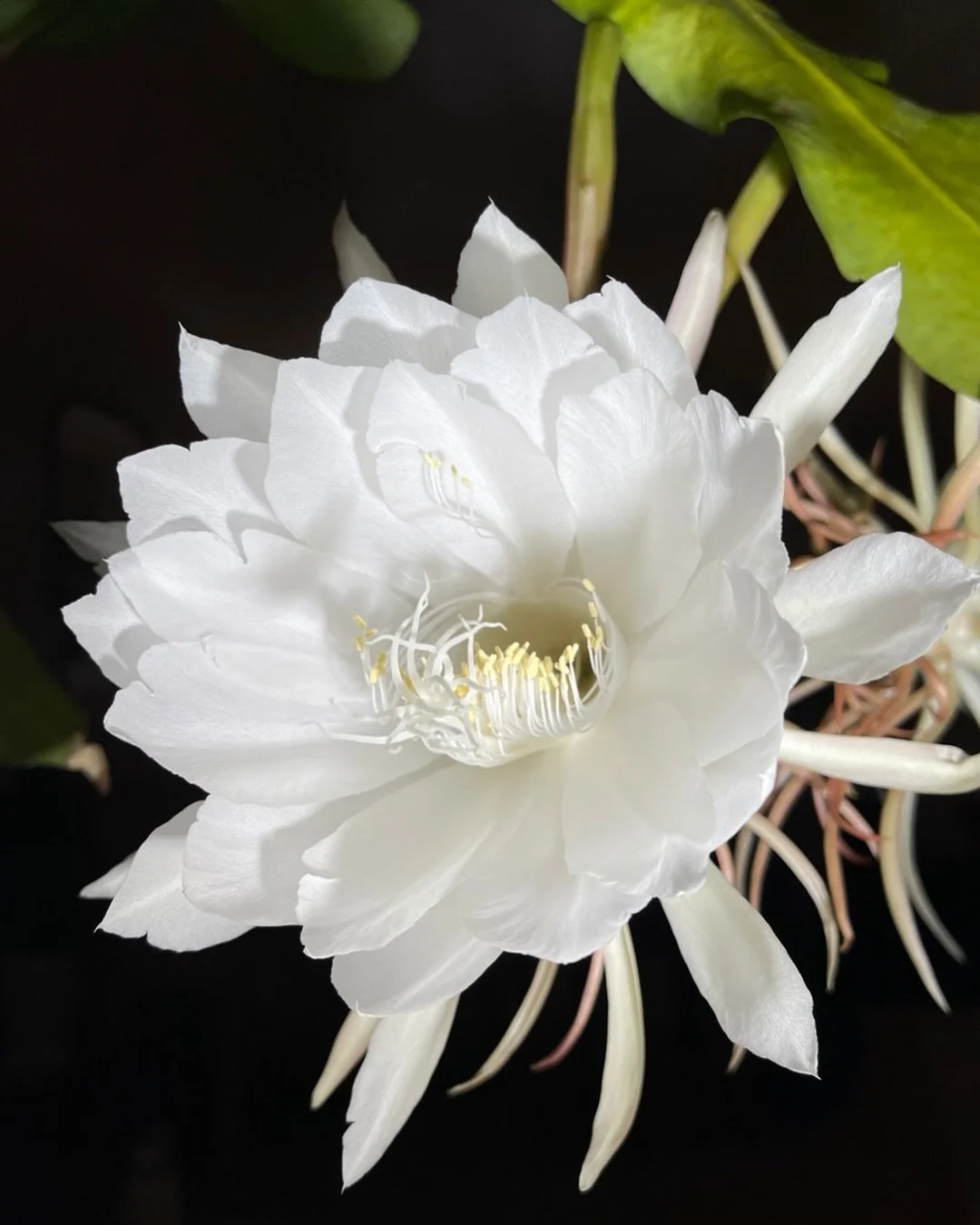 Flores del camino