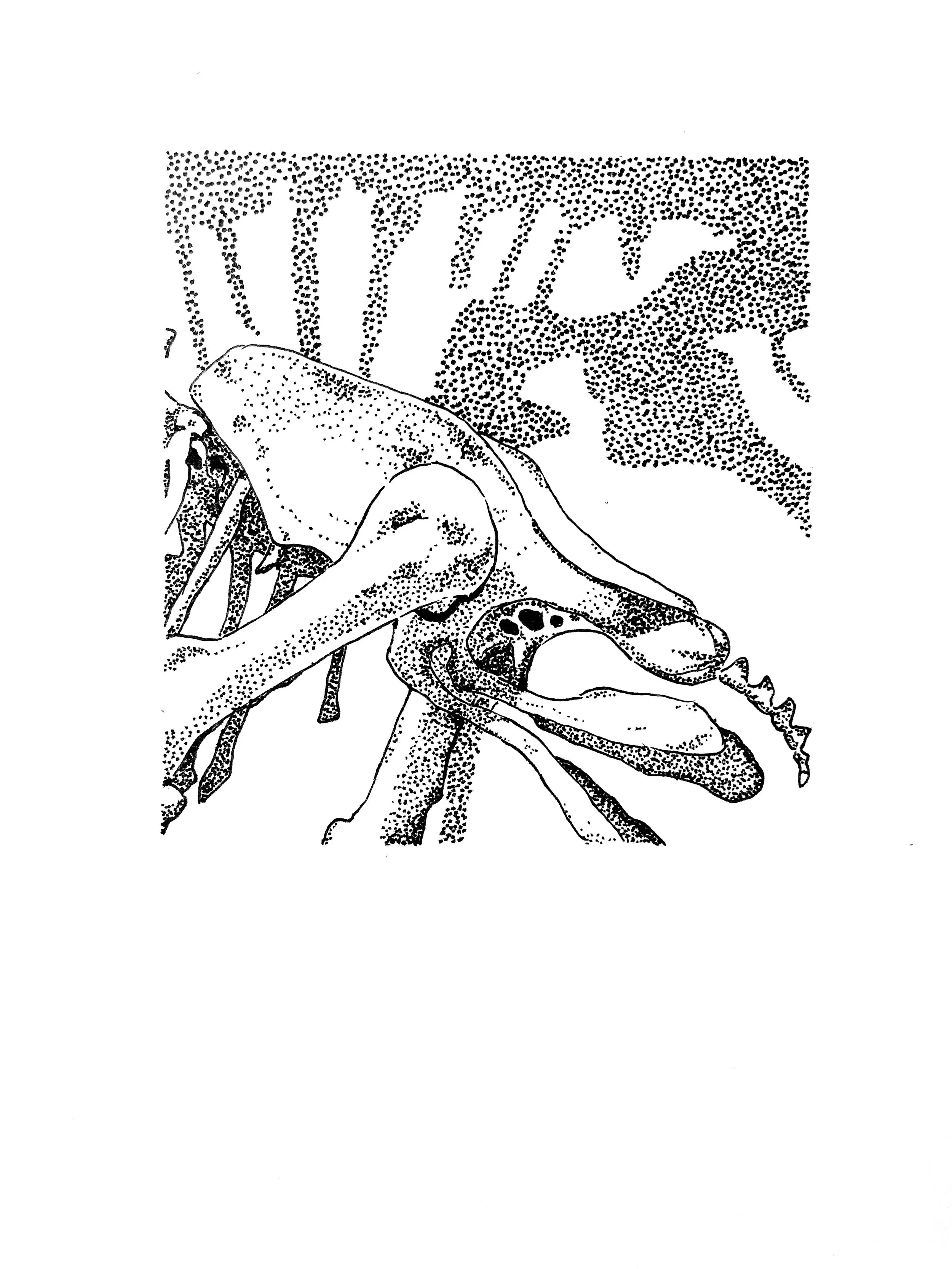 moa pelvis