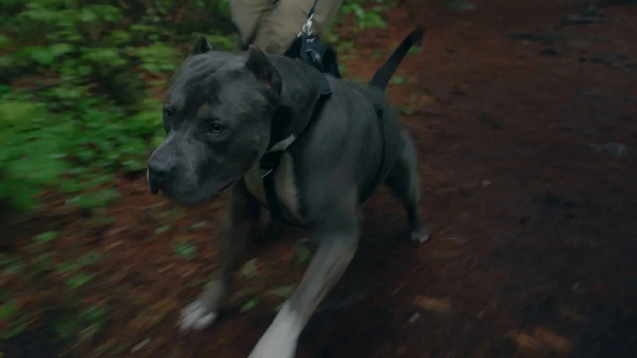 FITPAWS