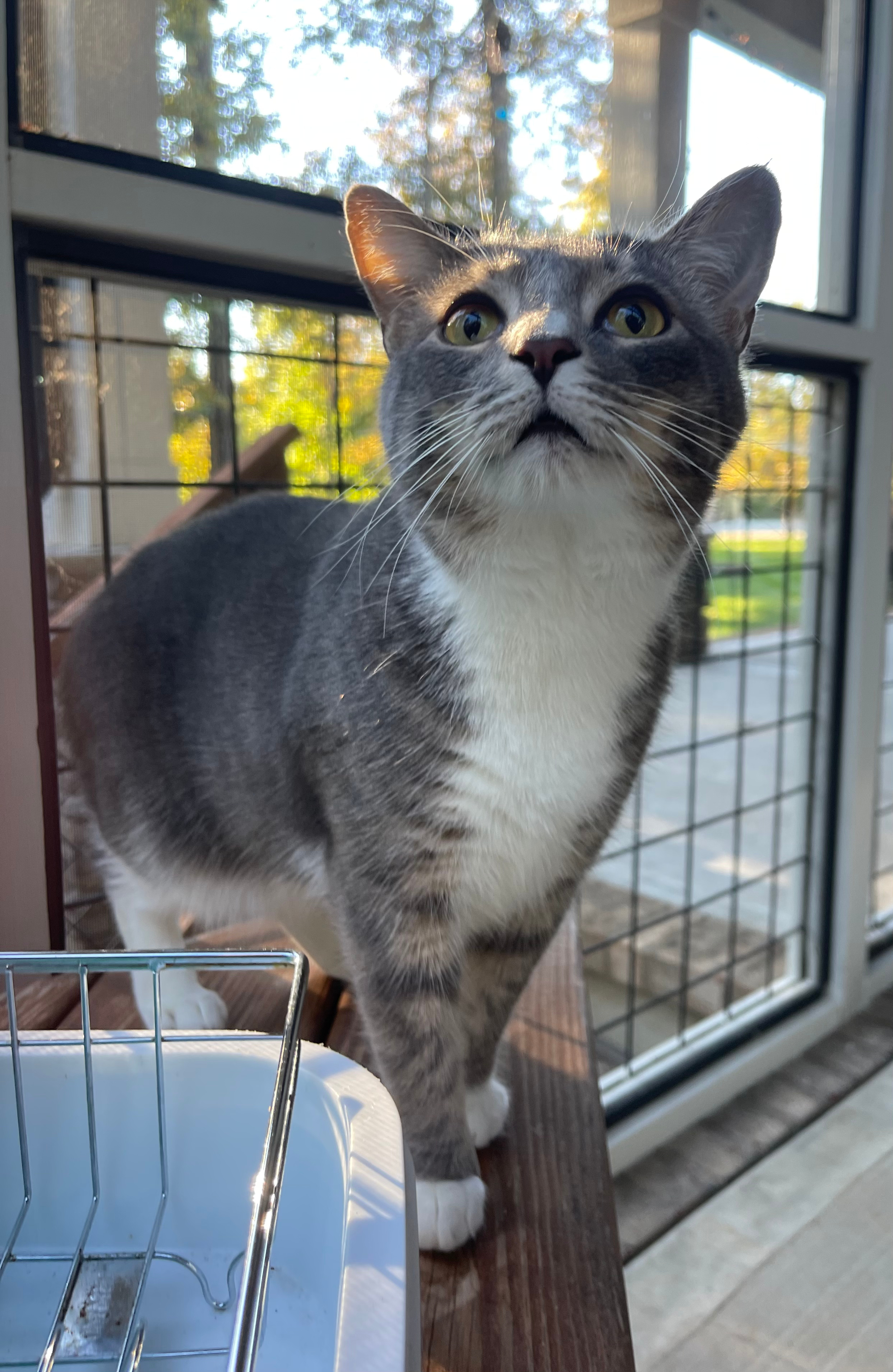 A picture of Cottontail, a manx grey and white tabby-tux gentleman.