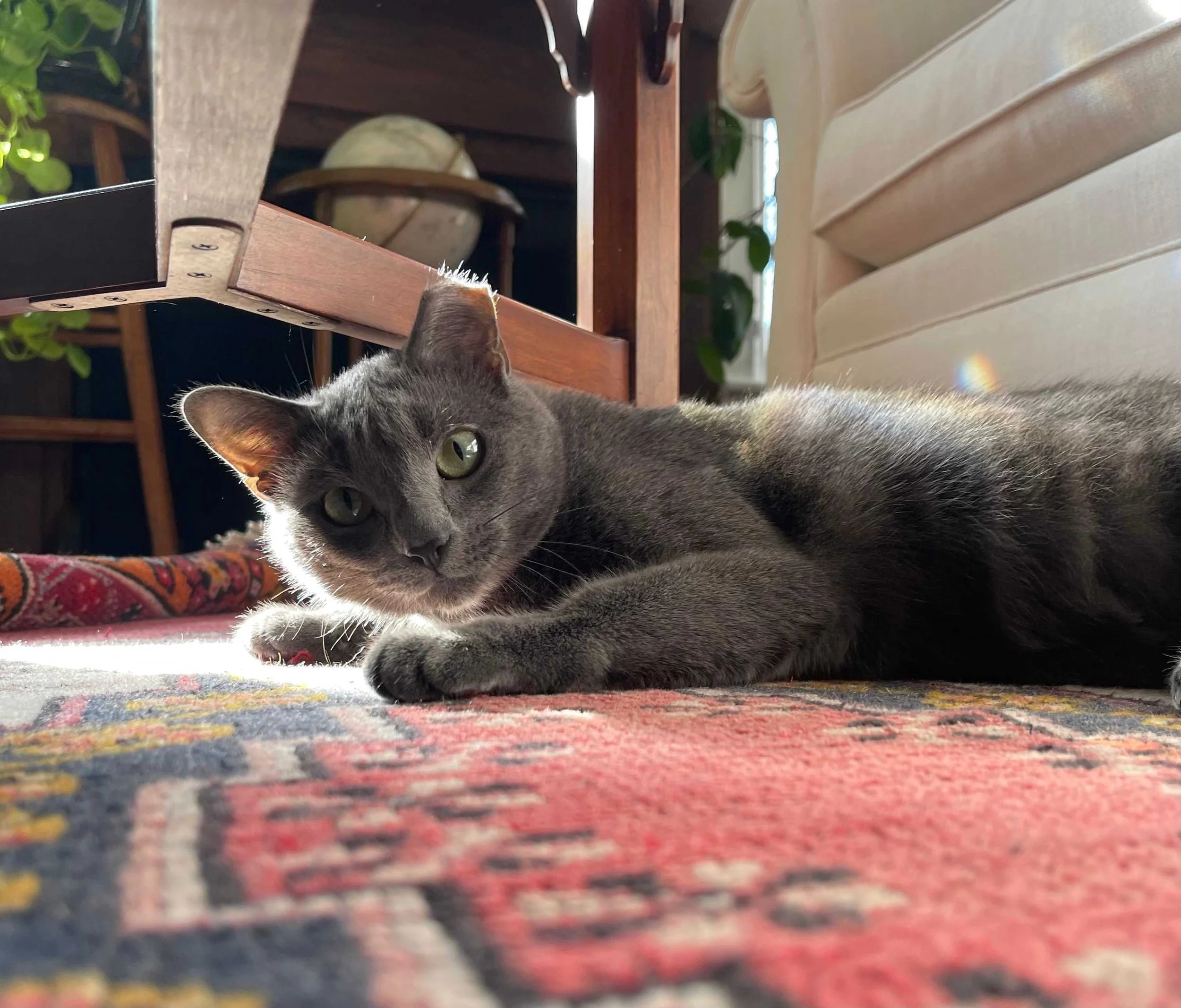 A picture of Grigia: a long, solid gray cat with a tipped left ear, looking at the camera with wide green eyes. She is laying prone towards the sun hitting her face on top of an oriental rug in a decorated study room. This image was taken by Mollie K