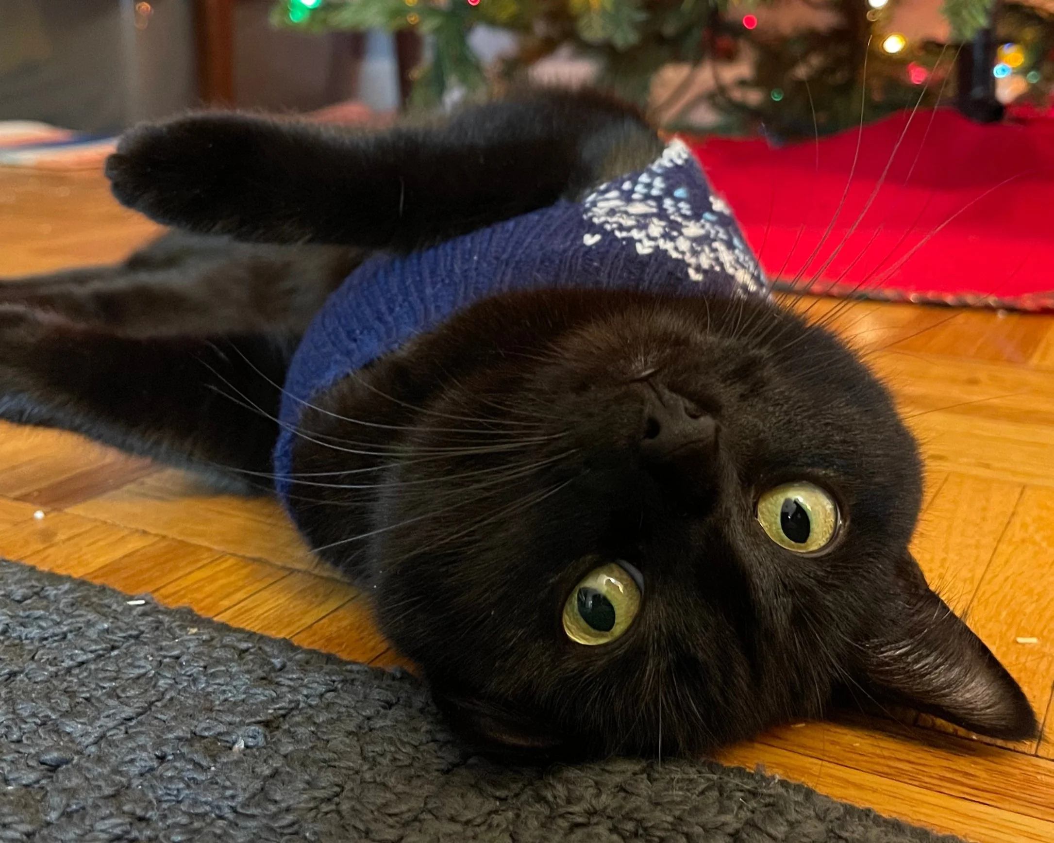 A black cat lying on its back on a hardwood floor, wearing a blue sweater with white snowflake patterns. In the background, there is a decorated Christmas tree with colorful lights and a red mat.