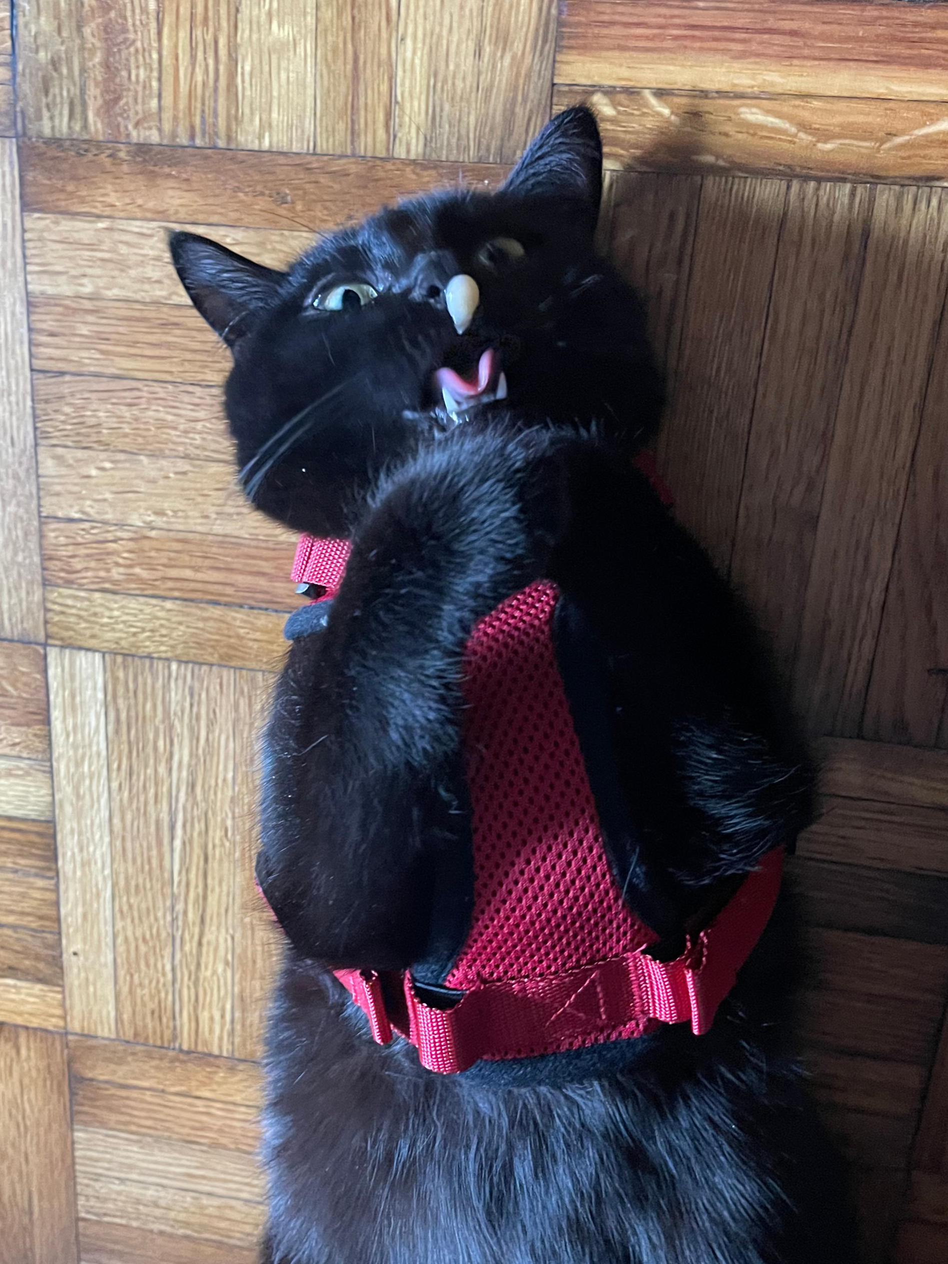 A picture of Buttercup, a black cat. She's in her red hardness, looking up at the Churu that got stuck on her nose. She's got her mouth open and her tongue out in anticipation for the Churu to fall int oher mouth.